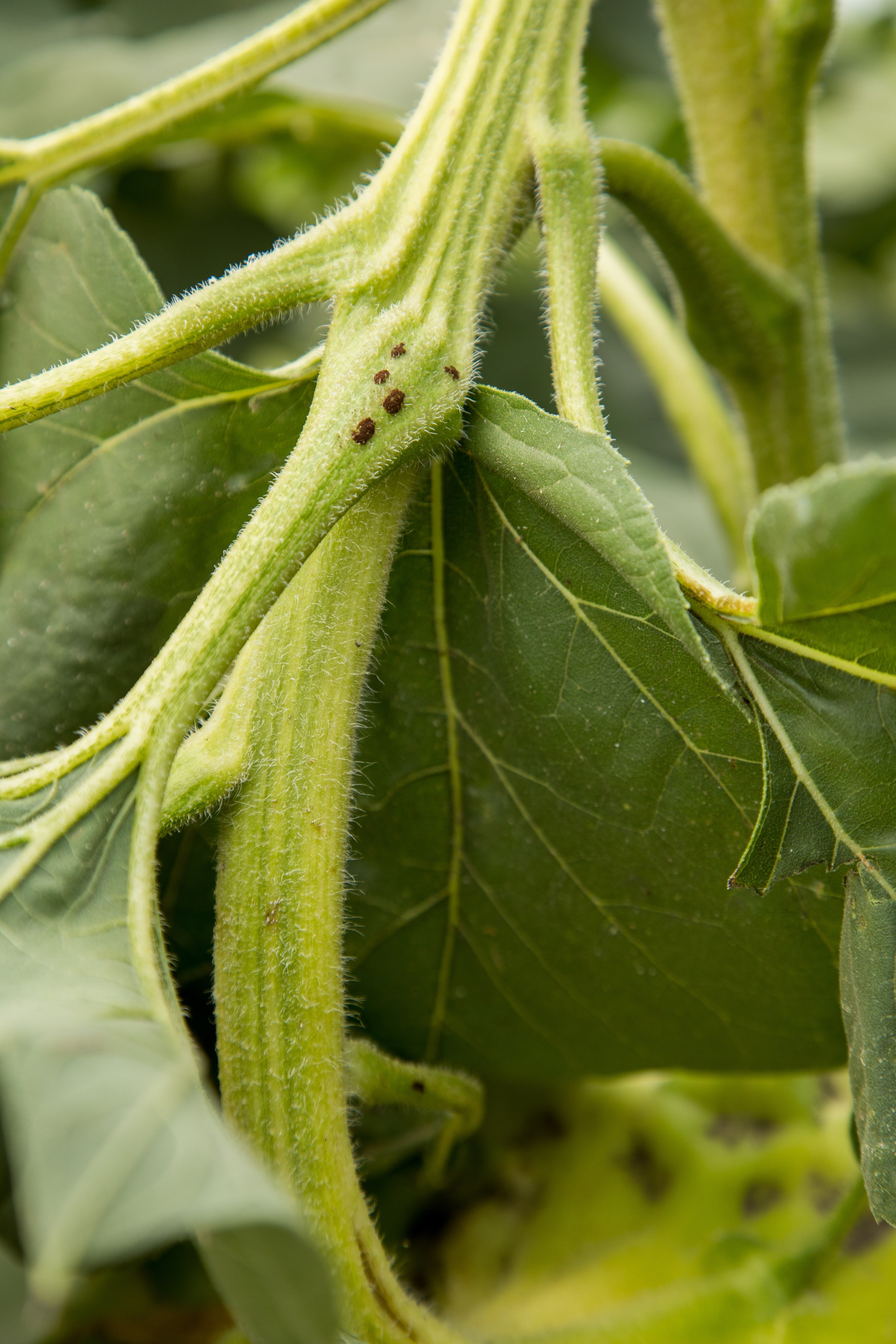 Решения для сельского хозяйства BASF 16.08.2022. Владислав Волков | Фотография и видеосъемка в Воронеже