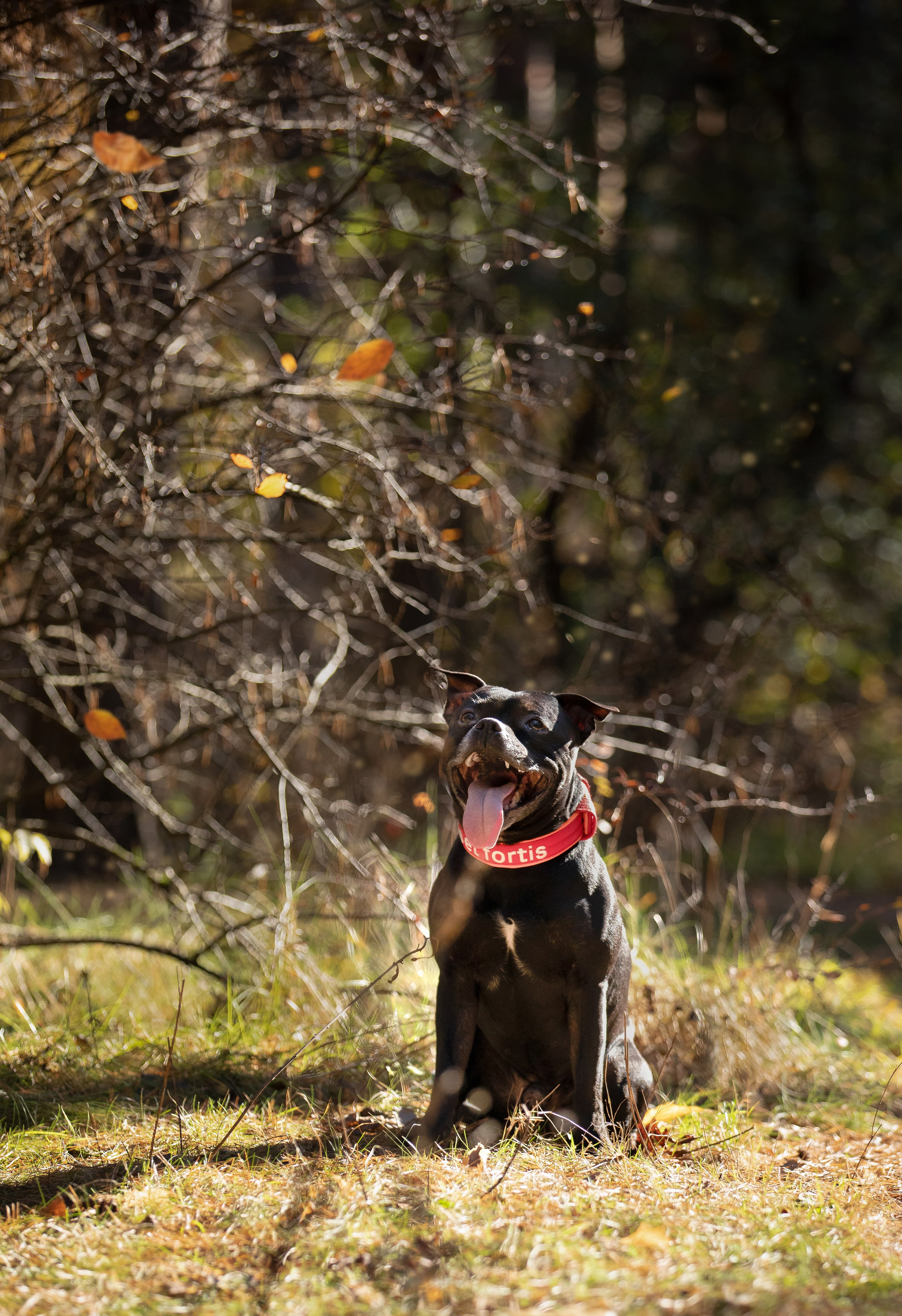 Владимир, Мария и Кох. Фотограф-анималист Смирнова Клеопатра|Москва