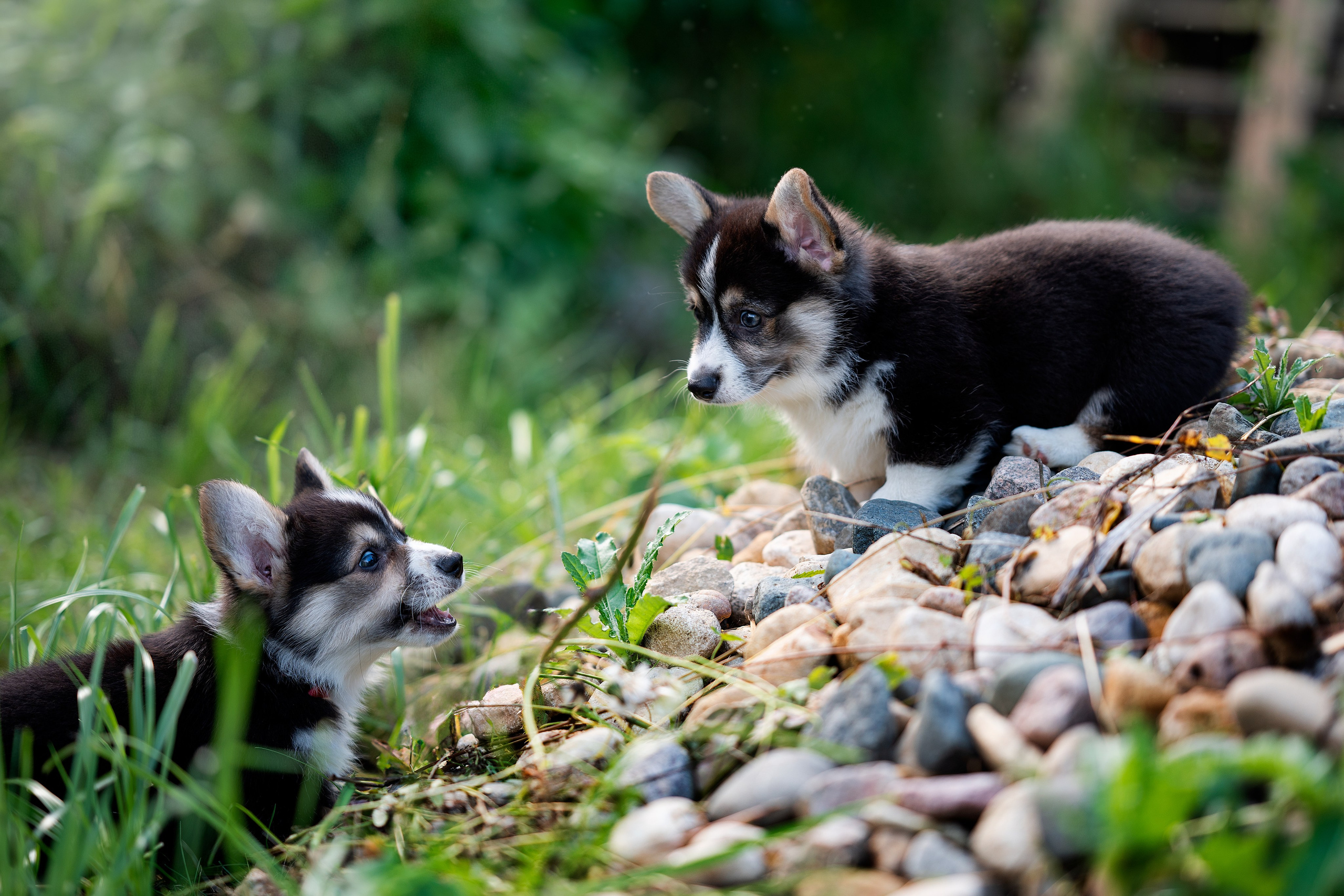 Заводчик Анастасия Подгорбунская. Творческий фотограф Вологда