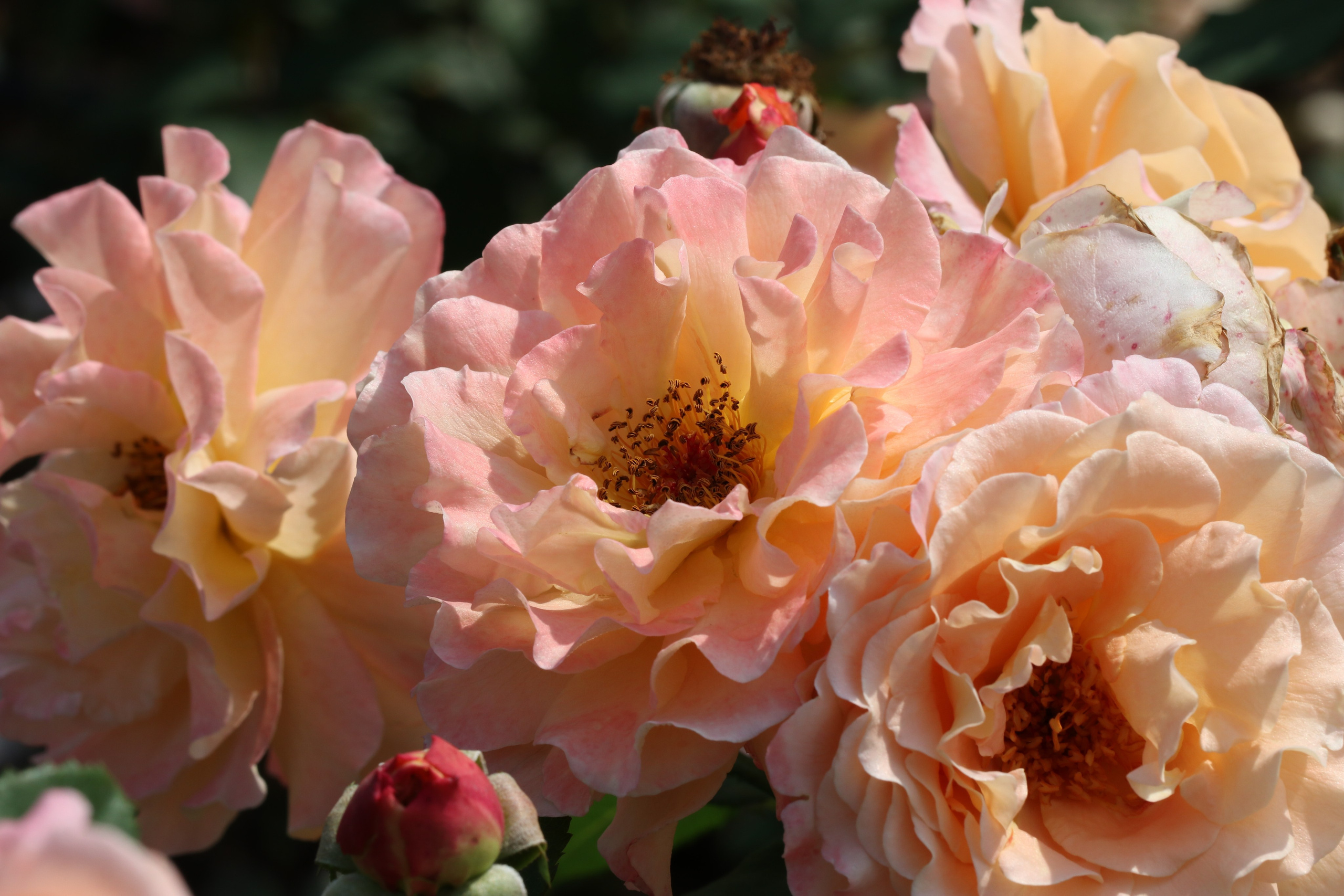 Долина роз в Кисловодске. Фото-художник и Репортажный фотограф Николаев Александр Алексеевич