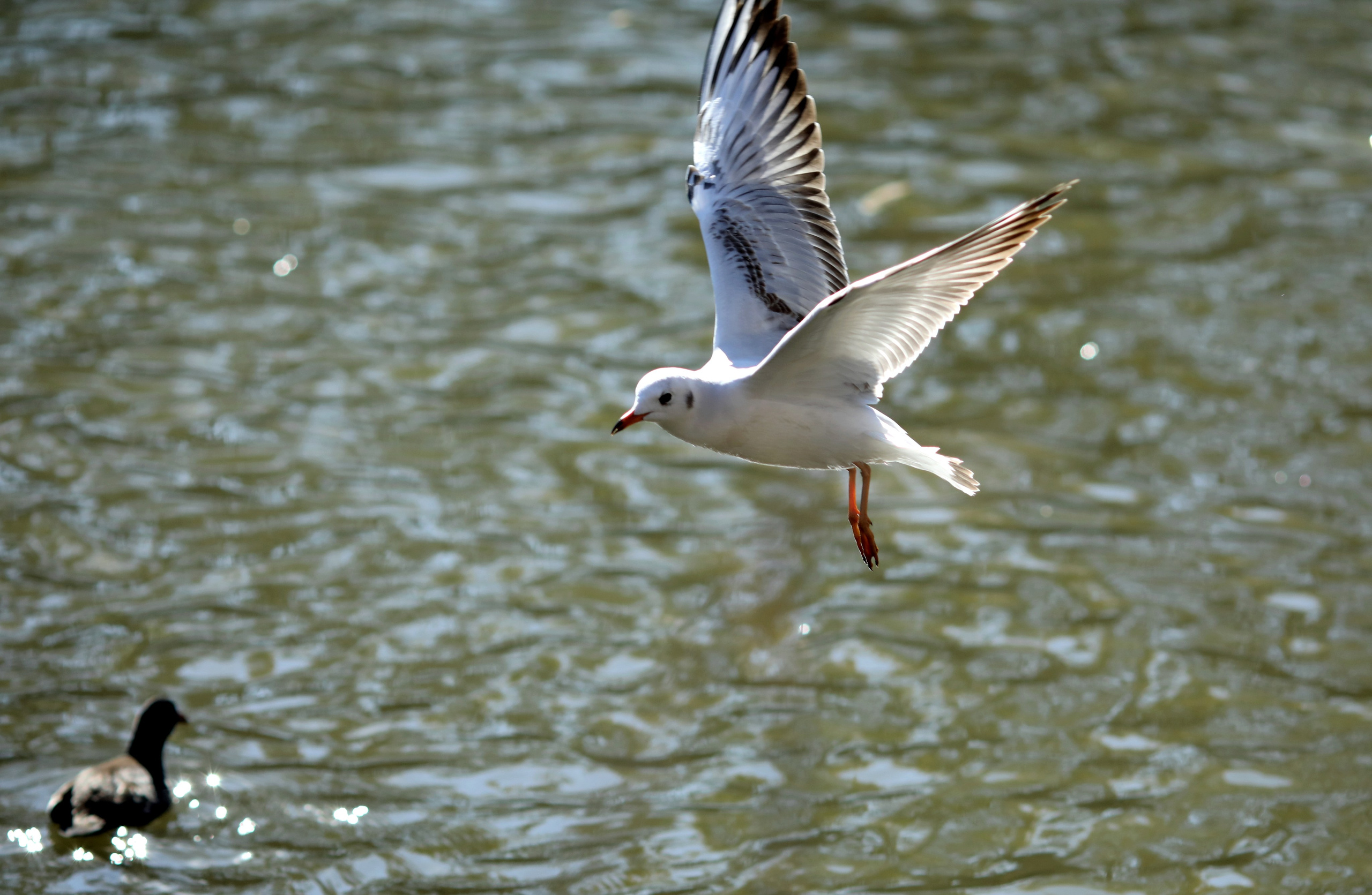 Птицы и животные южного региона. Фото-художник и Репортажный фотограф Николаев Александр Алексеевич