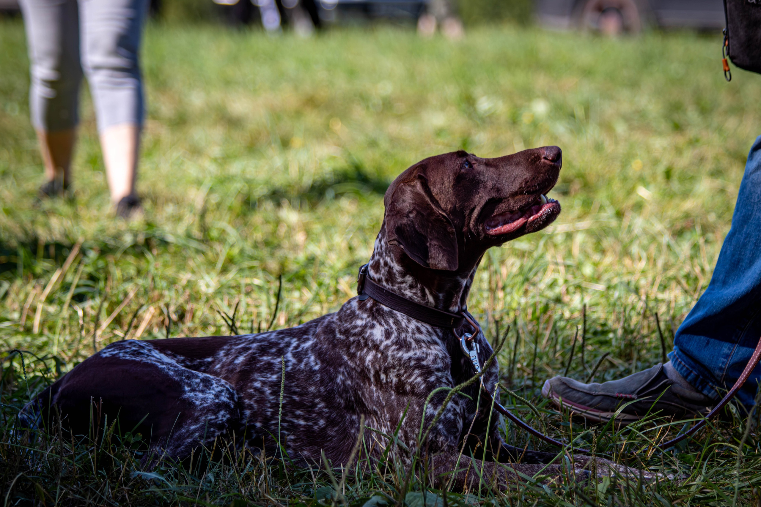 Репортажная съемка в Туле. Фотограф анималист — Тула, Москва
