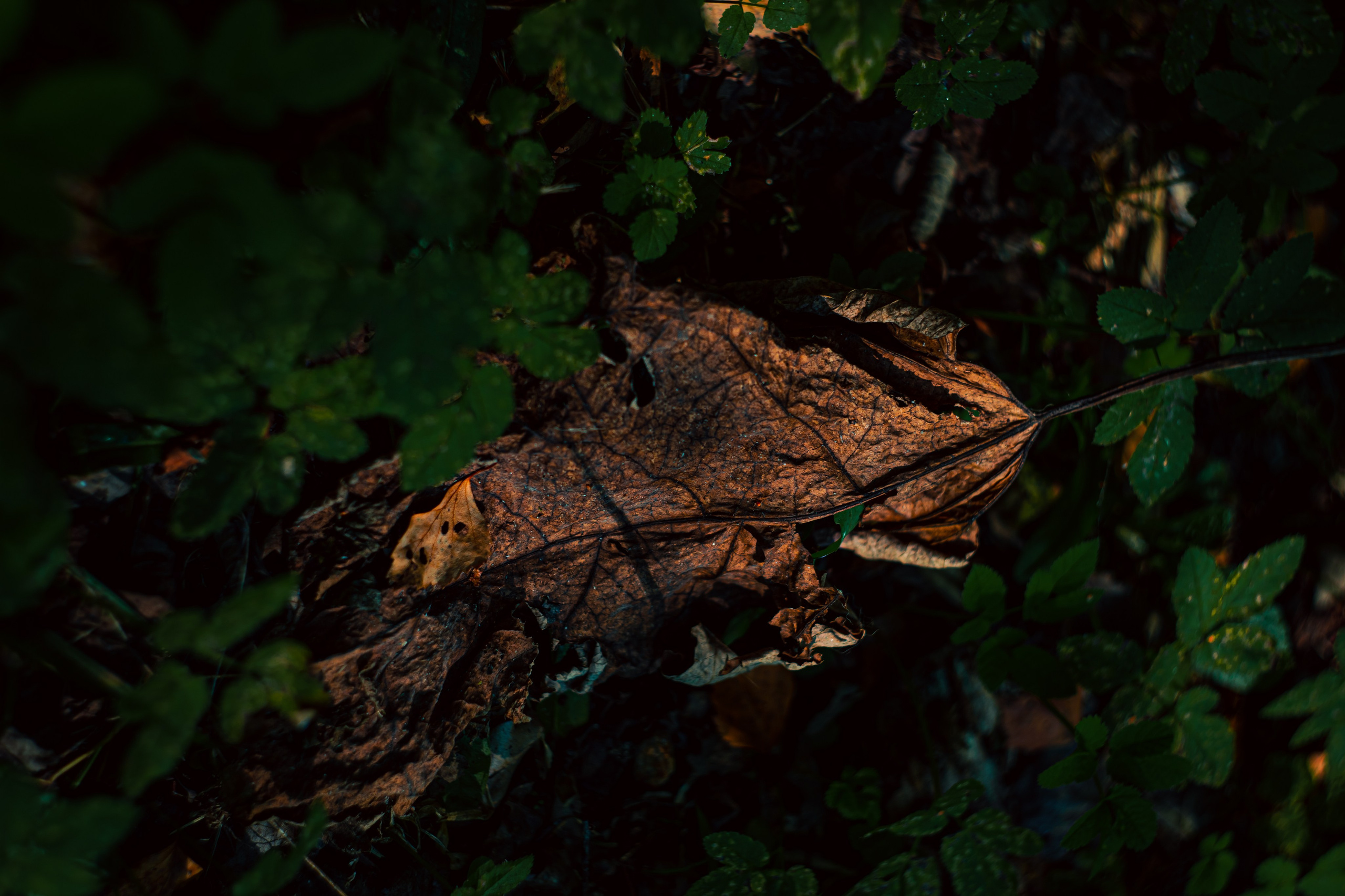 Сентябрь 2024. Efremovaphoto.ru