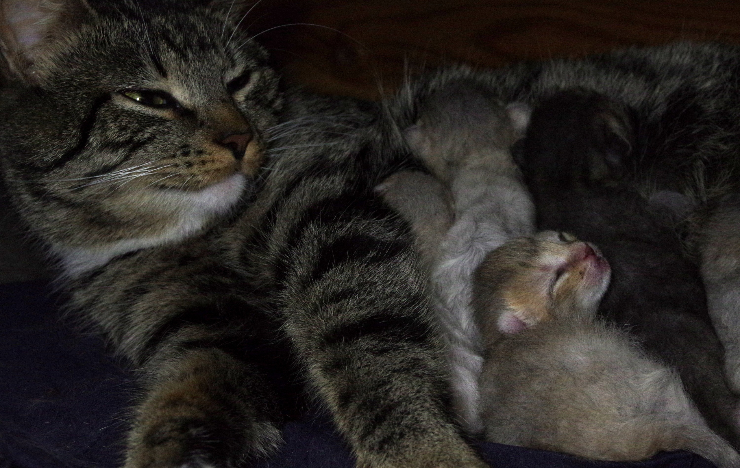 Котятам 3 дня. Вадим Шейдин