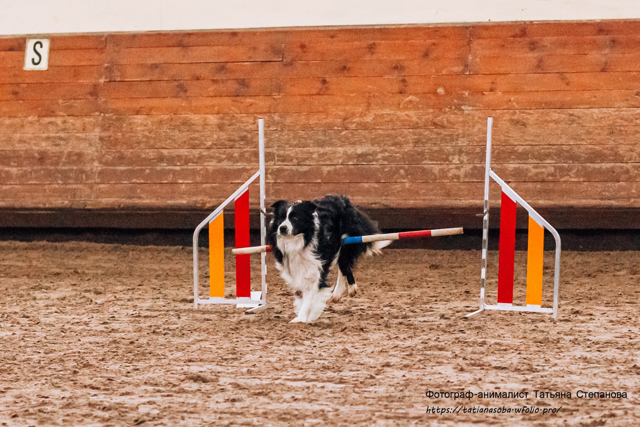 Соревнования по Аджилити 25.02.2024. Фотограф-анималист Татьяна Степанова