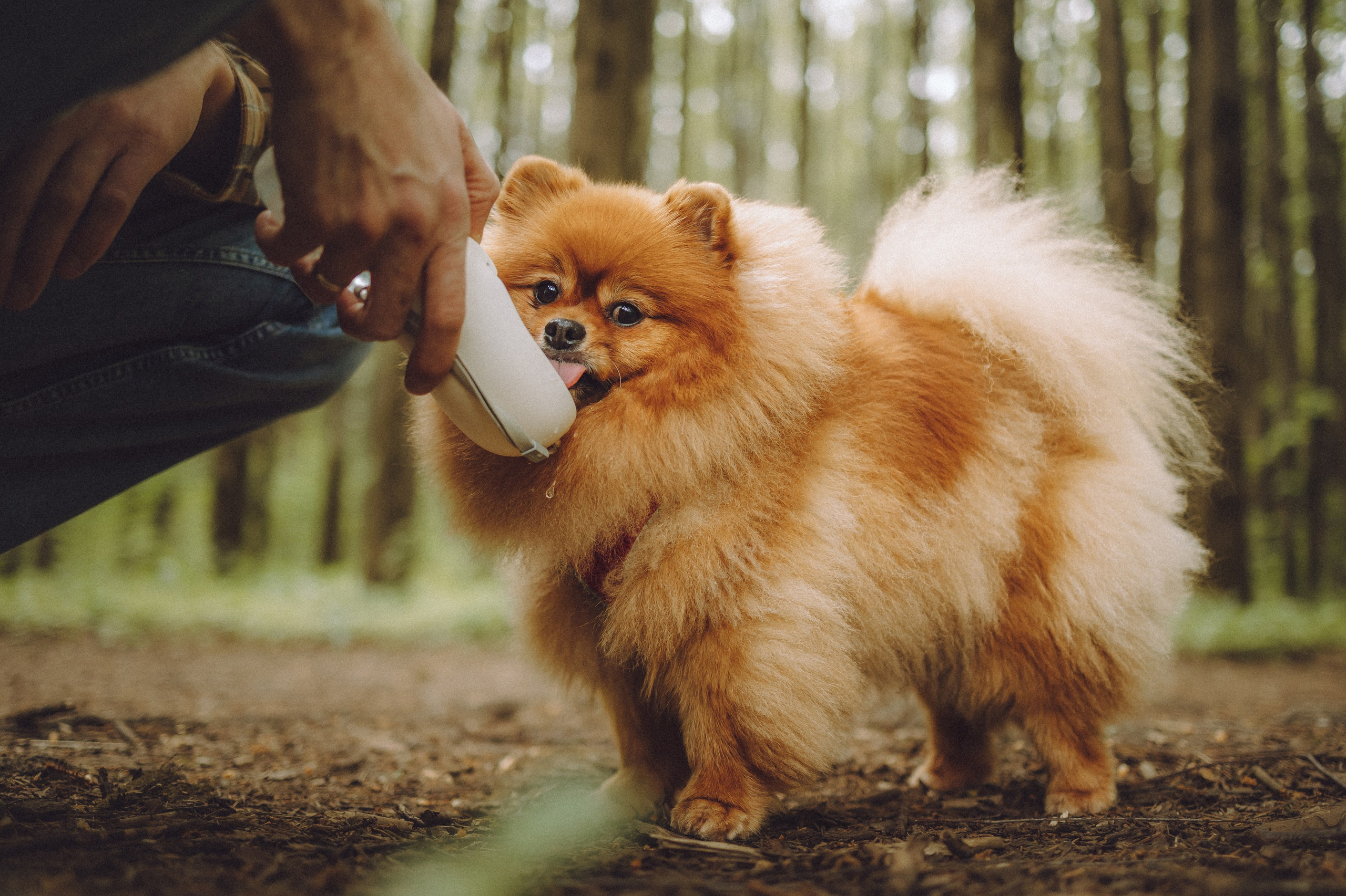 Лорик и его семья