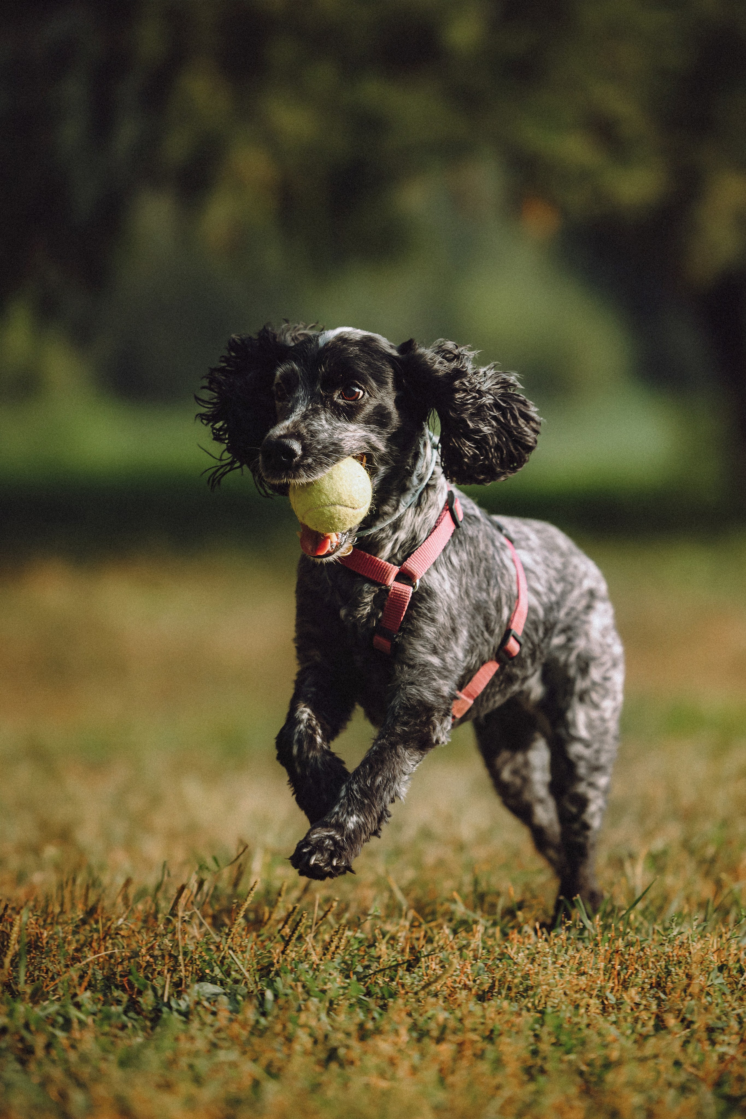 Маша и Ларри