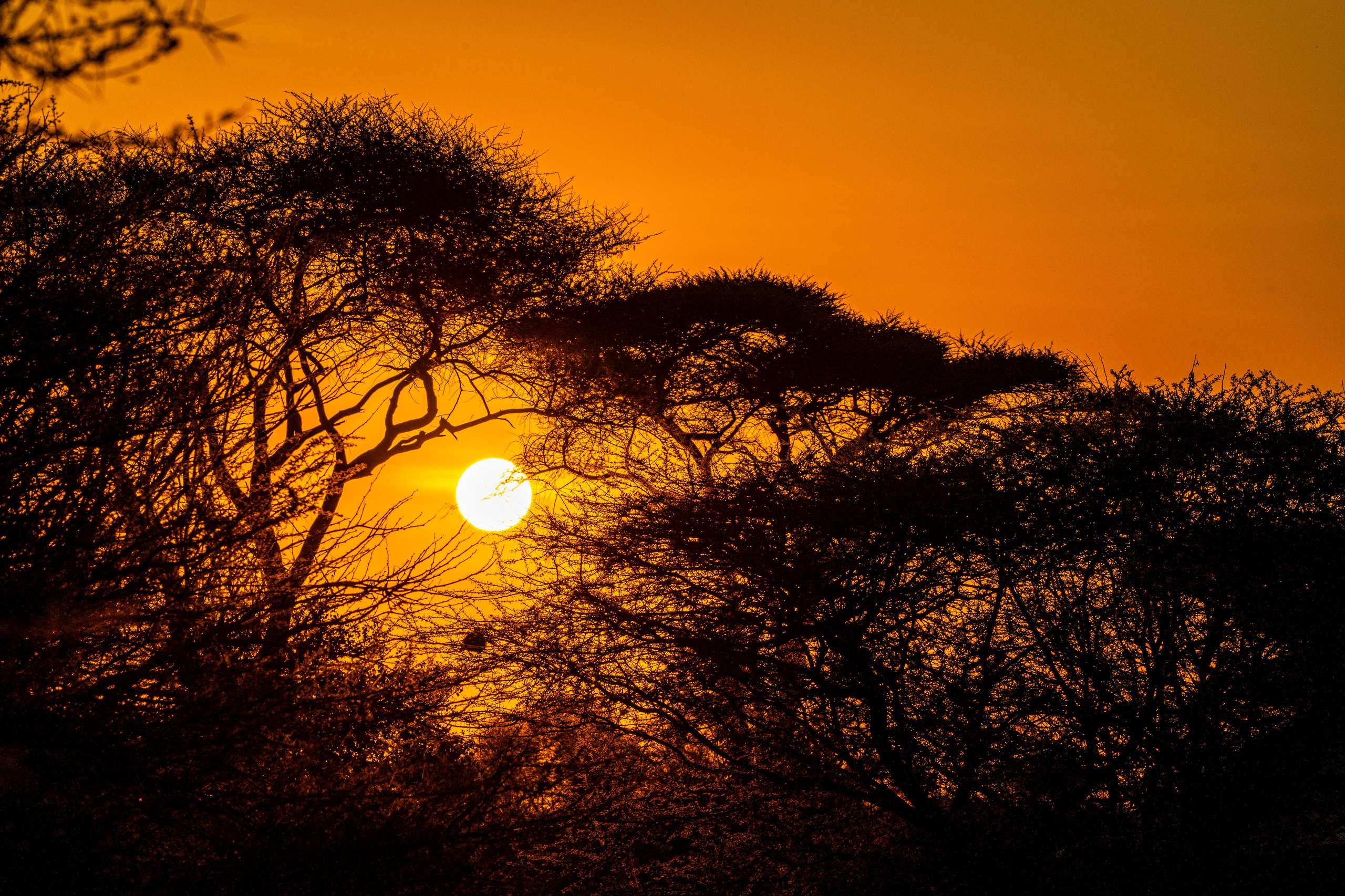 Танзания, сафари, 2025. Творческие сьемки