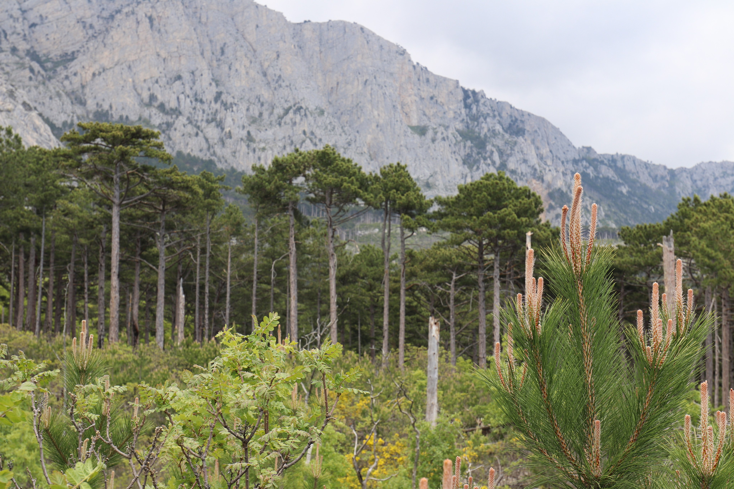 Крым. ЮБК (Бахчисарай, Демерджи, Судак). Первый скалолазный выезд. Май 2019. Путешественник-фотограф из Санкт-Петербурга Татьяна Свистулина
