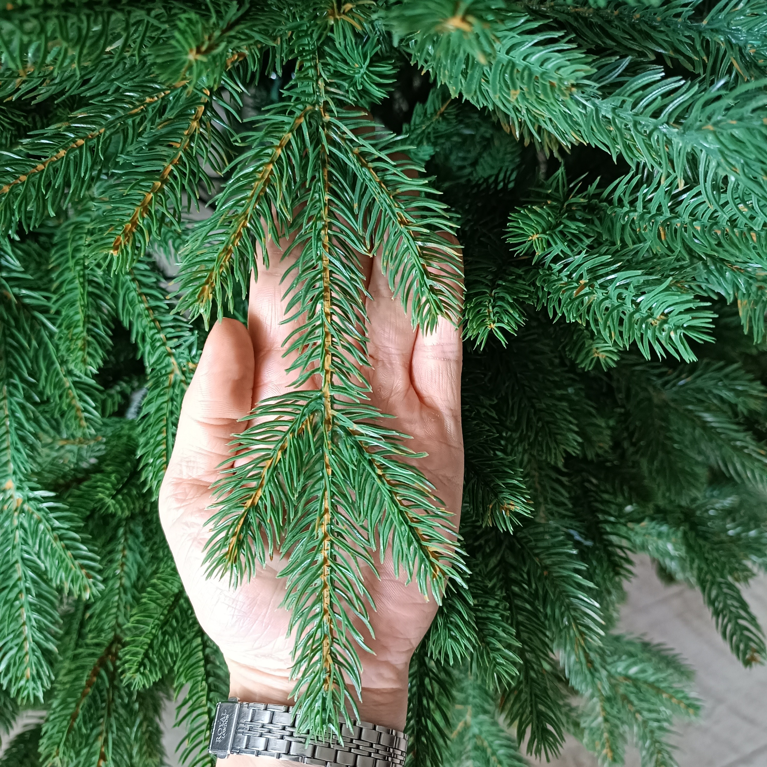 СКАНДИ. Elki_grodno