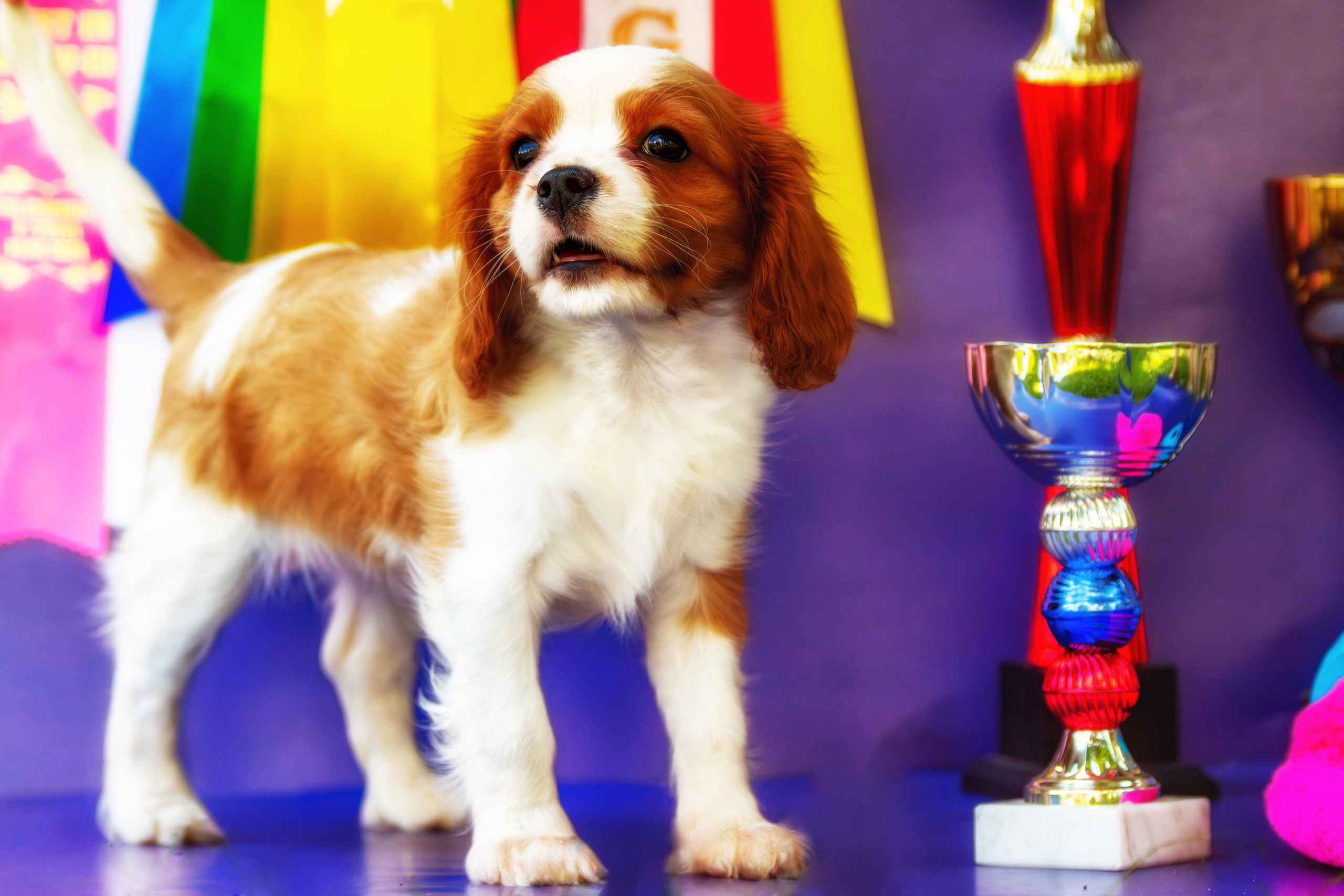 Фотосессия щенков от 7-и дней в стиле ньюборн. Фотограф анималист — Тула, Москва