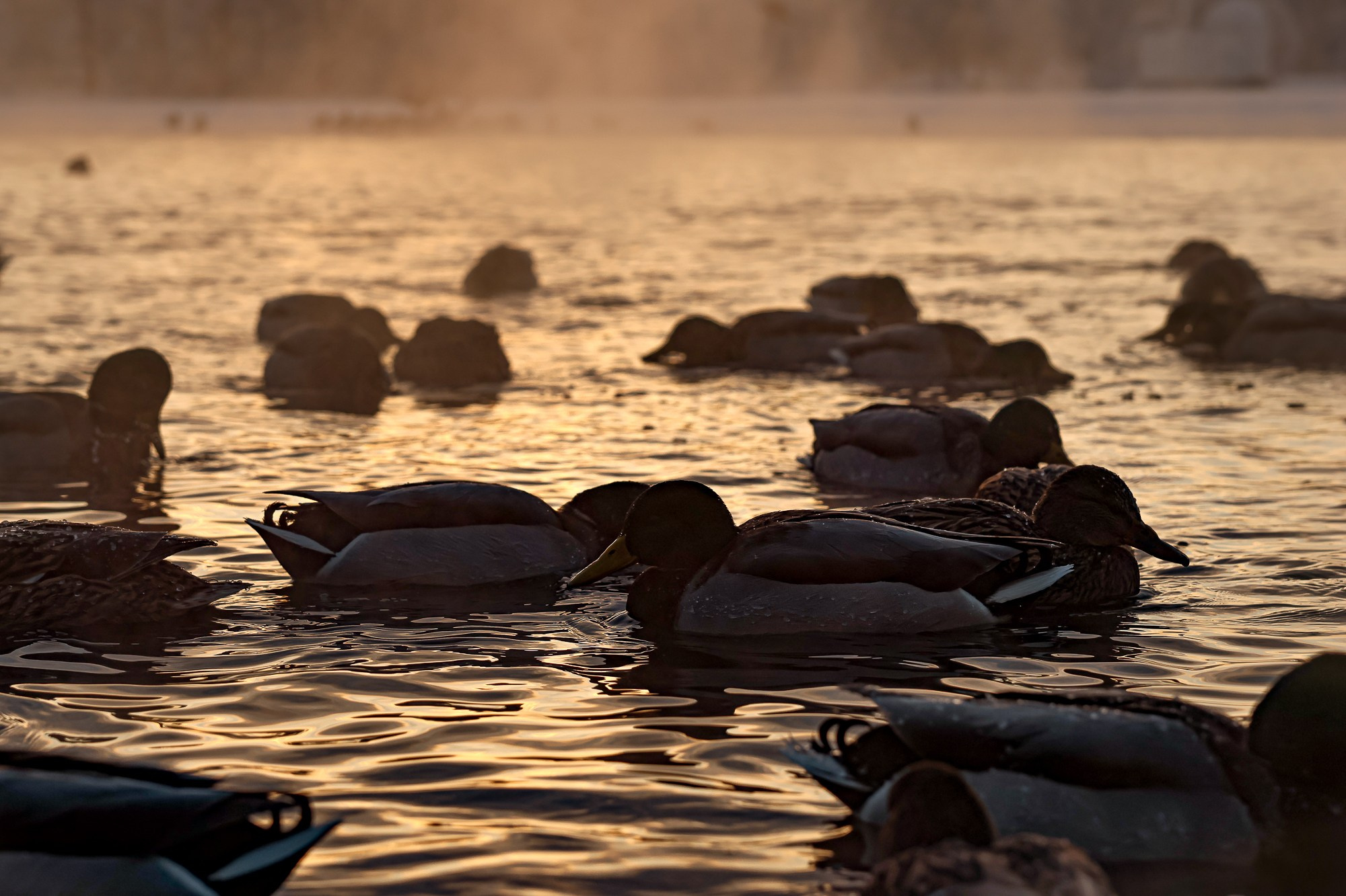Царское село. Зима. Фотограф портретист в Санкт Петербурге Дроздова Алла