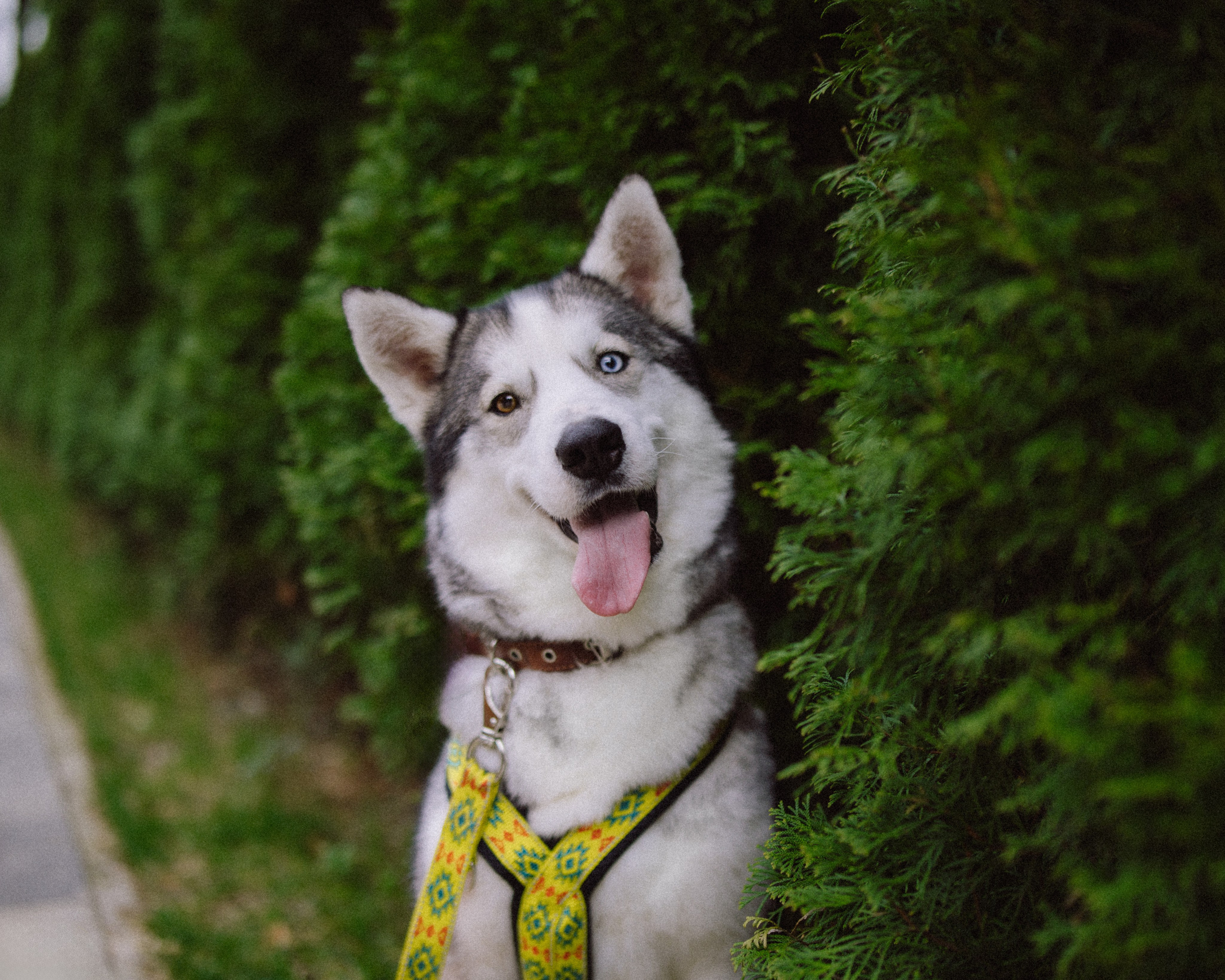 Животные. Фотограф Сочи-Краснодар