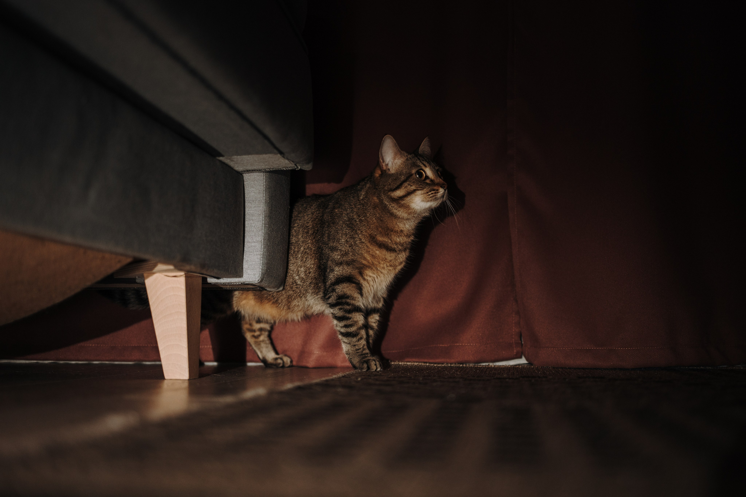 Мася и ее семья. Фотограф — Анималист | Санкт-Петербург