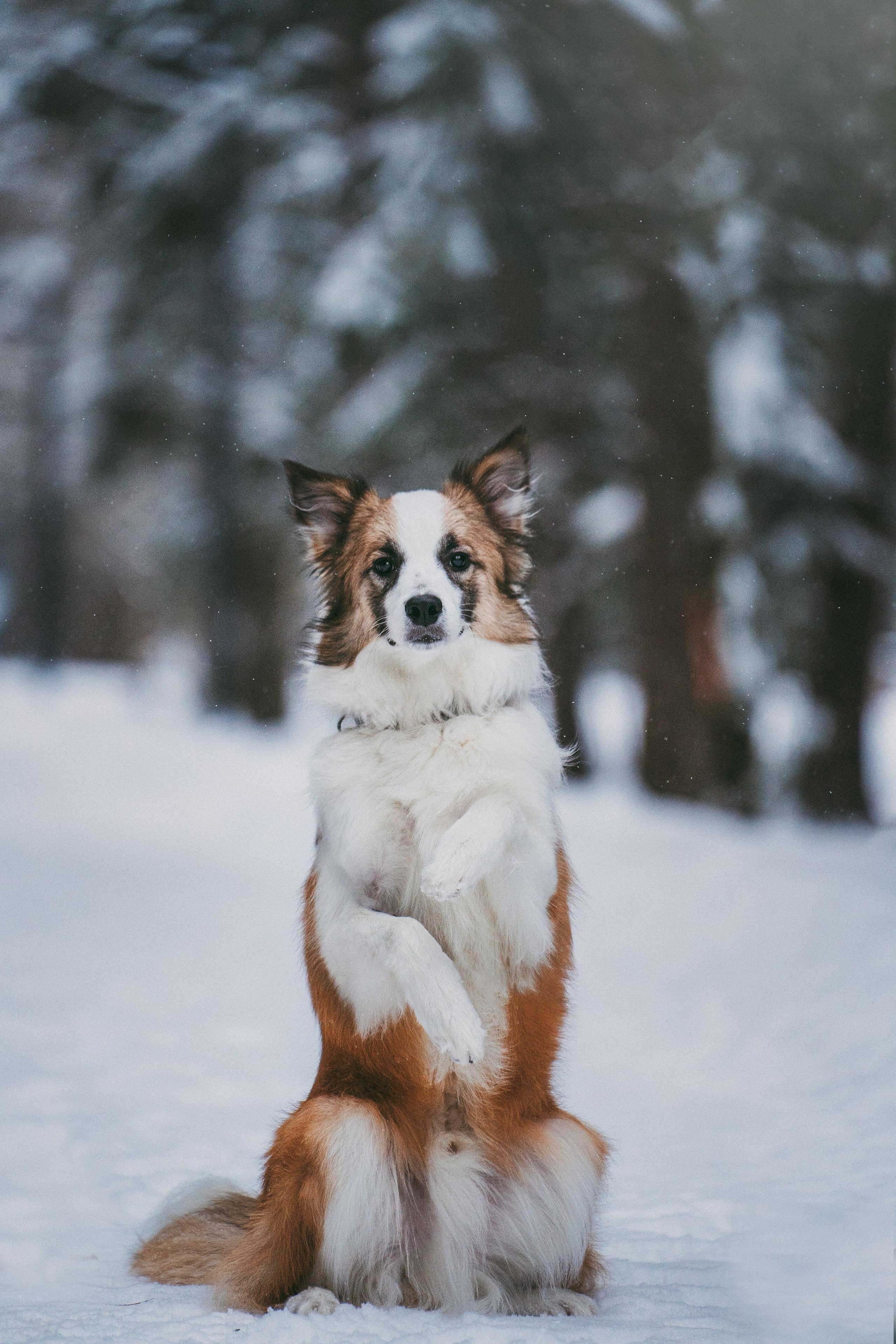 Катя, Анатолий и Елай. Фотограф анималист в Москве и Санкт-Петербурге Свиридова Анна