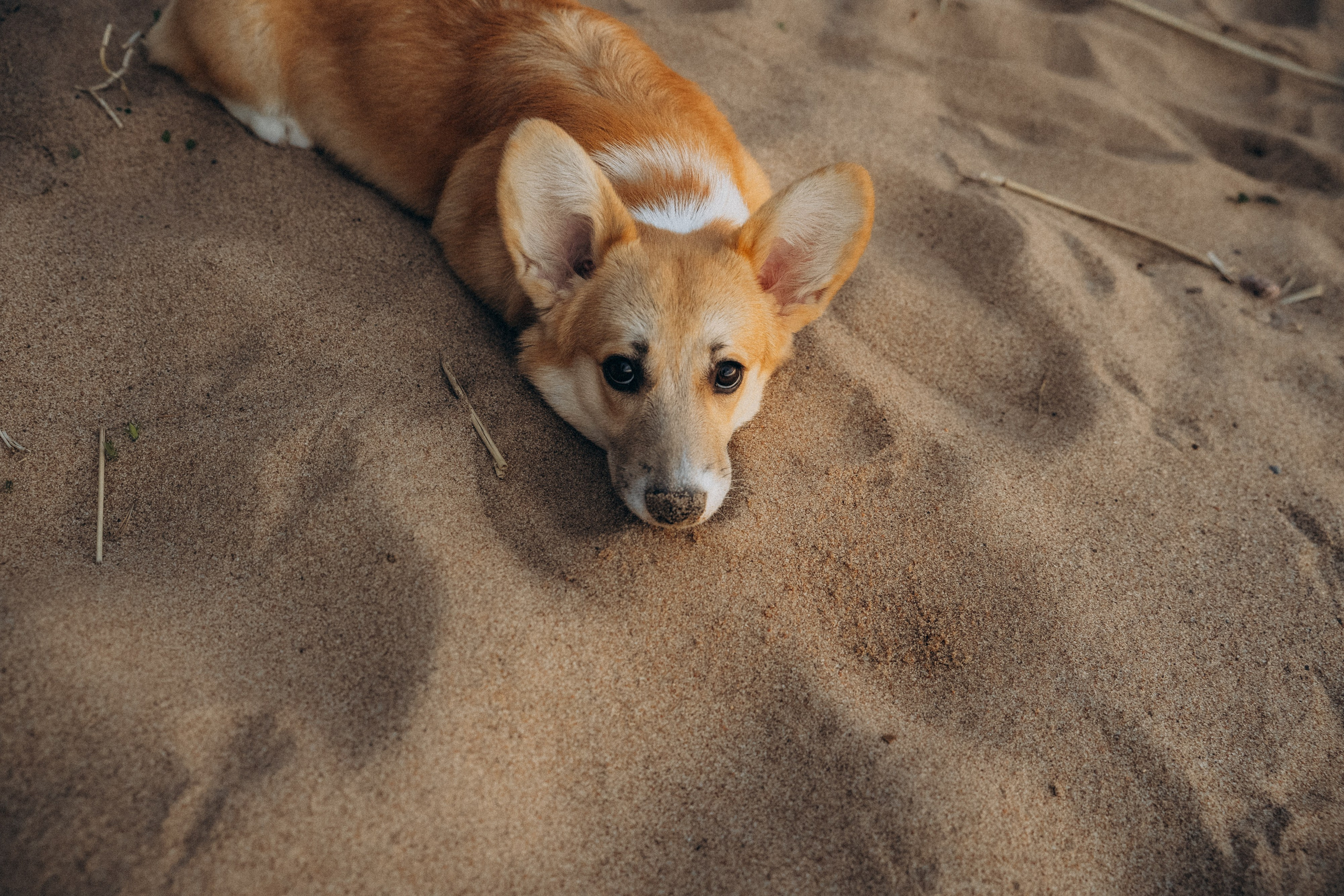 Катя и Берта. Фотограф анималист в Москве и Санкт-Петербурге Свиридова Анна