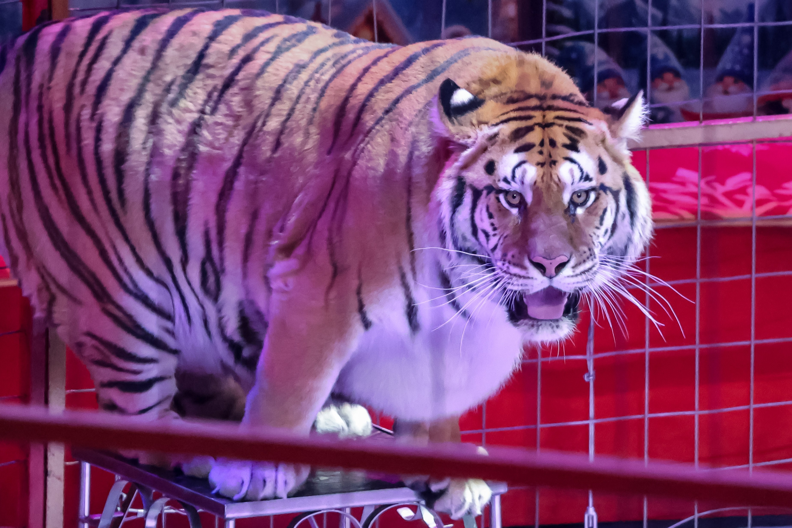 Цирк. Фотограф Дмитрий Алексеев