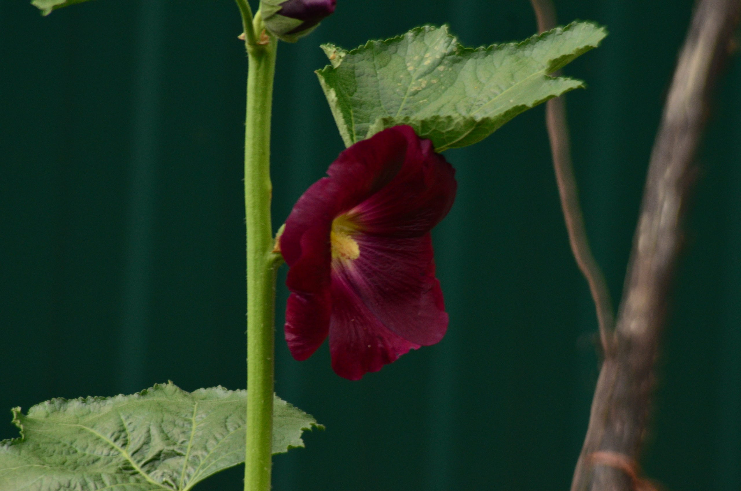 Дары природы. Фотограф viktor viktor