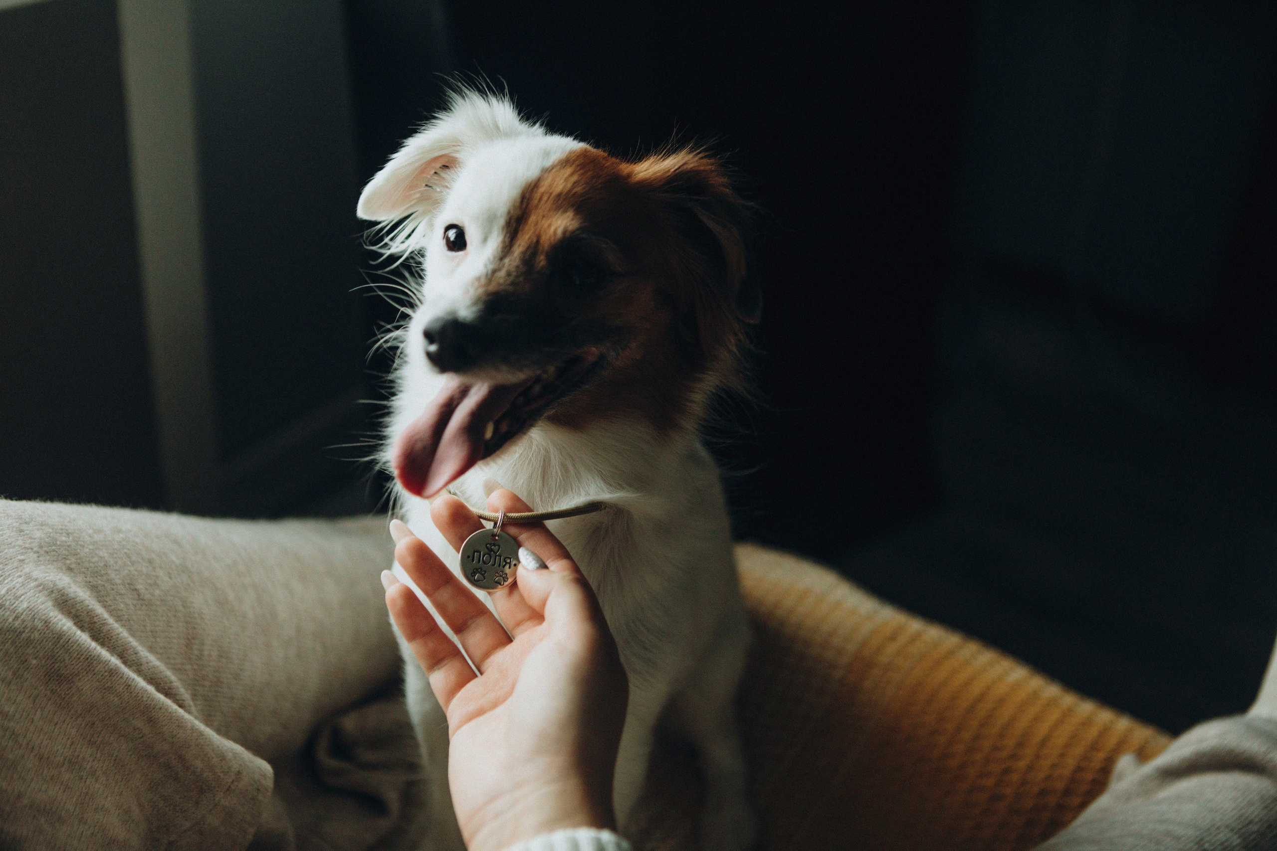 Break fast with a dog. Свадебный и семейный фотограф Арестенко Анастасия