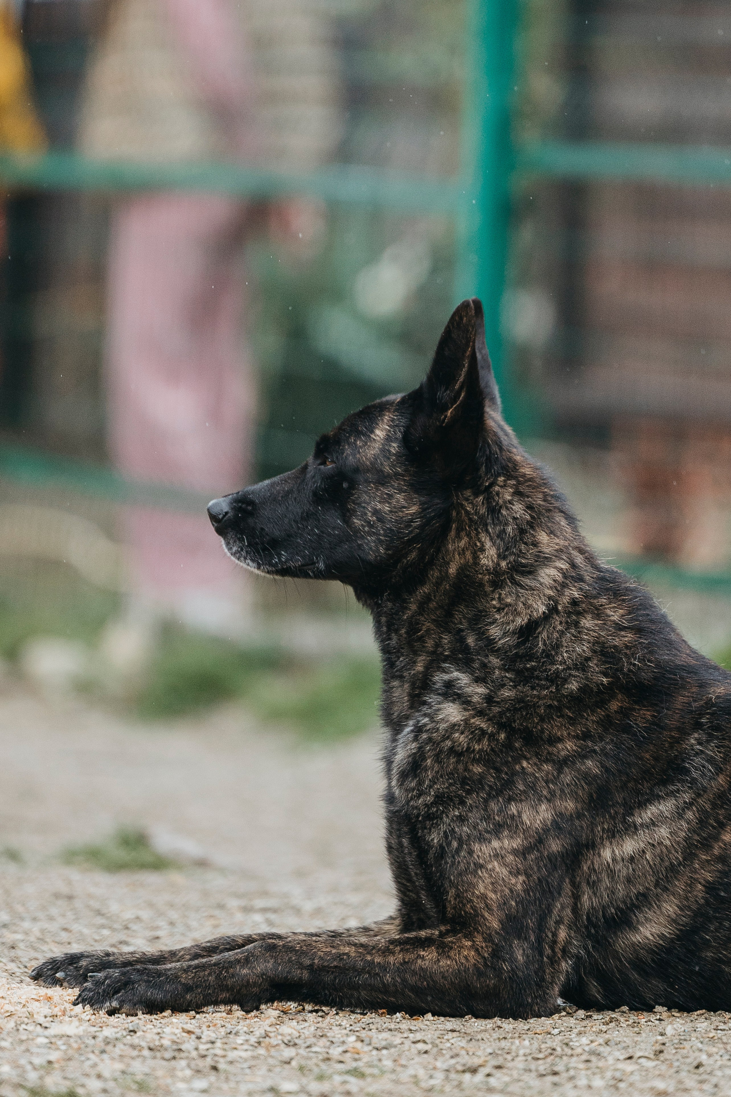 Геленджик Мондьоринг. Фотограф-анималист Анна Маринич