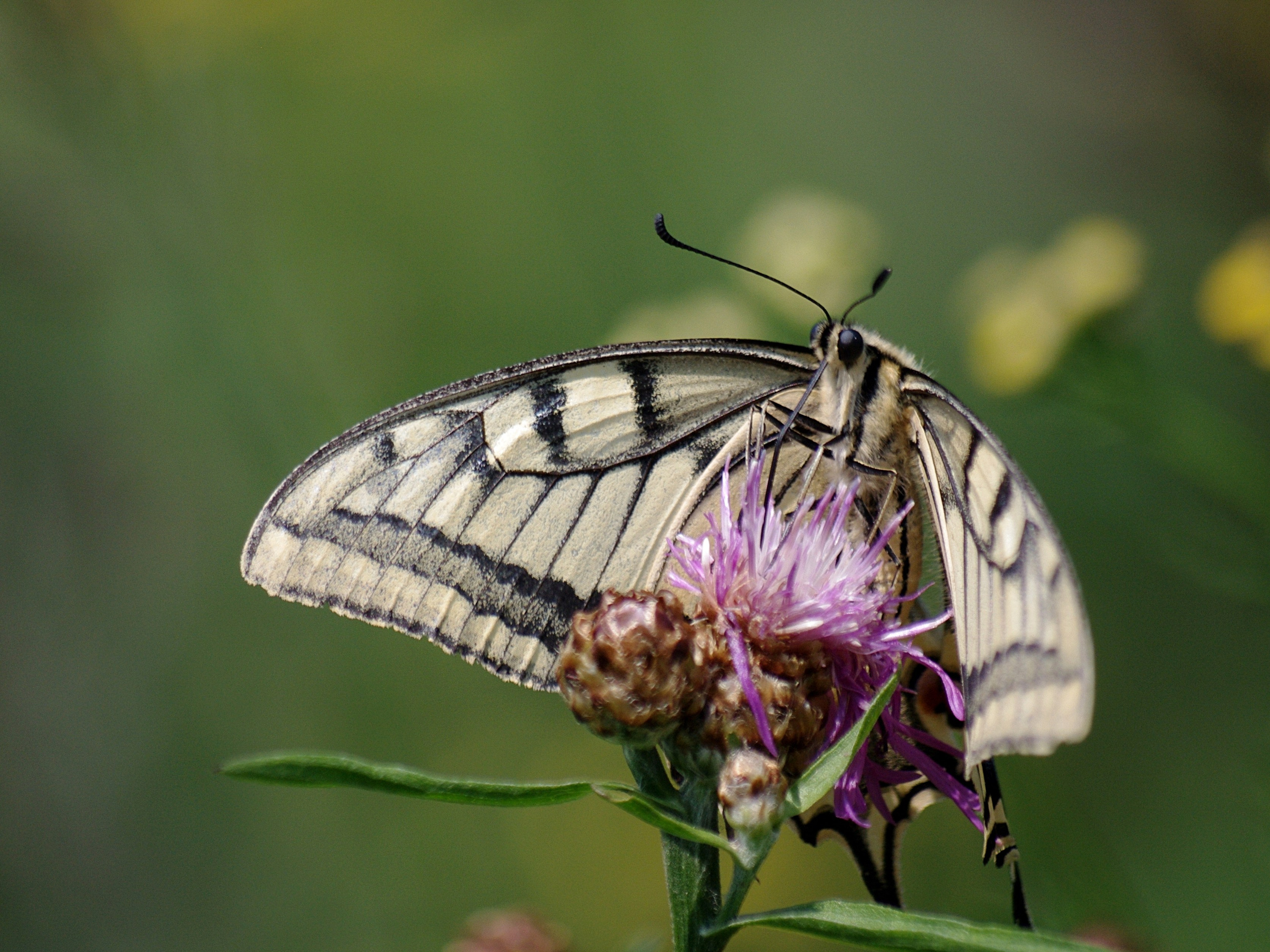 Хитин. Семоха Валерий. Фотограф