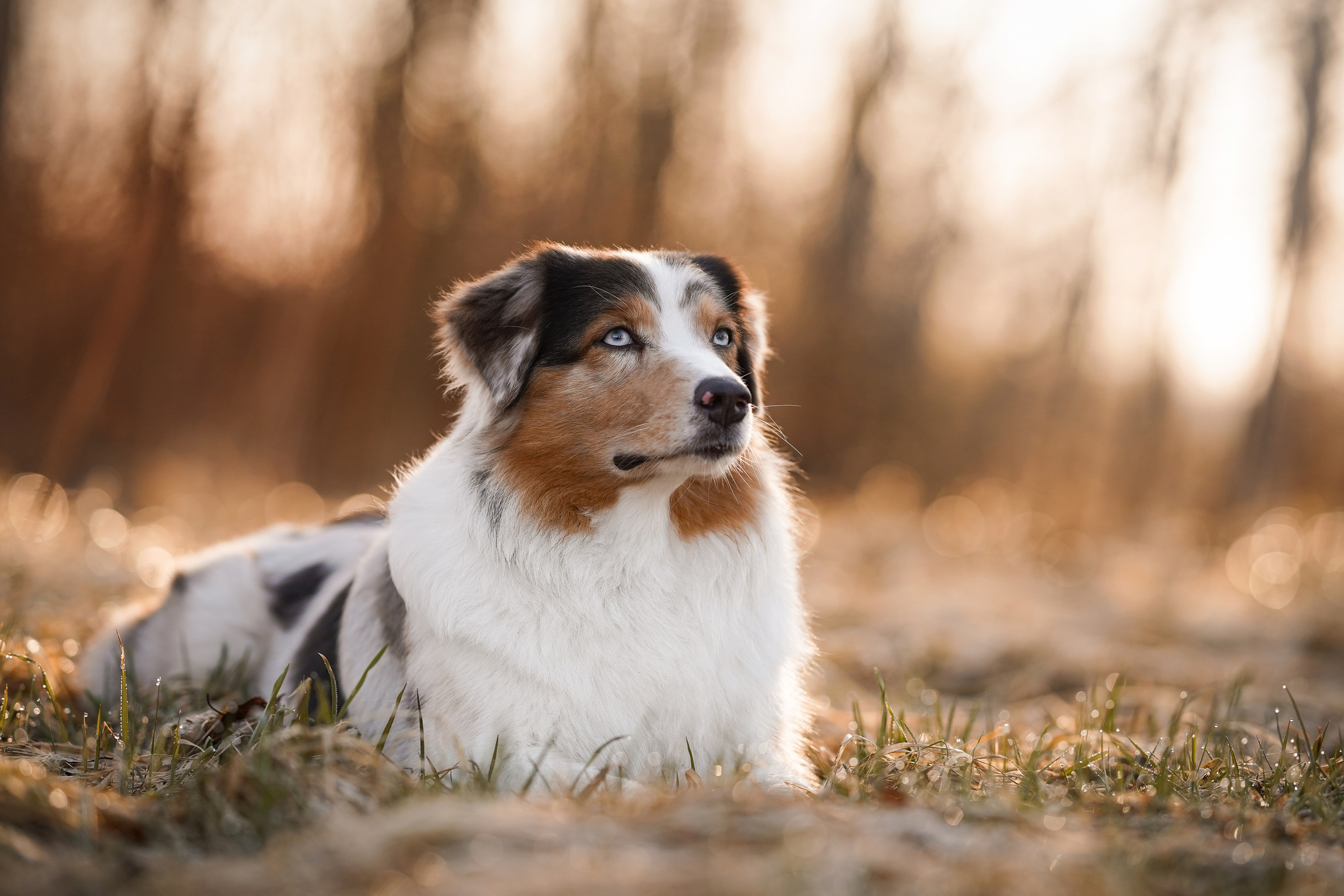 Кристина Рокки и Валькирия. Фотограф-анималист в Санкт-Петербурге Яна Мартынова