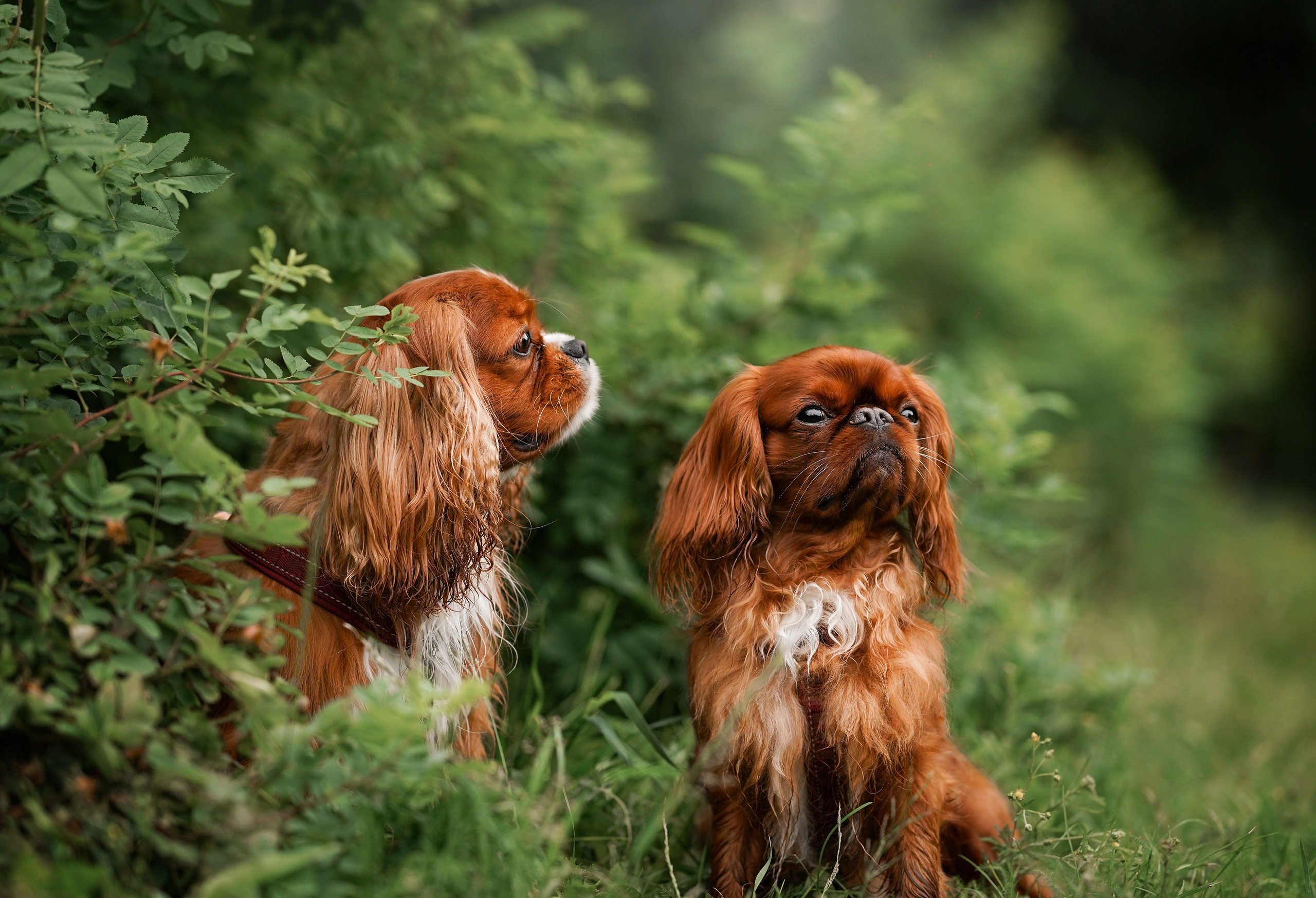 Юля Володя Гарри и Верон. Фотограф-анималист в Санкт-Петербурге Яна Мартынова