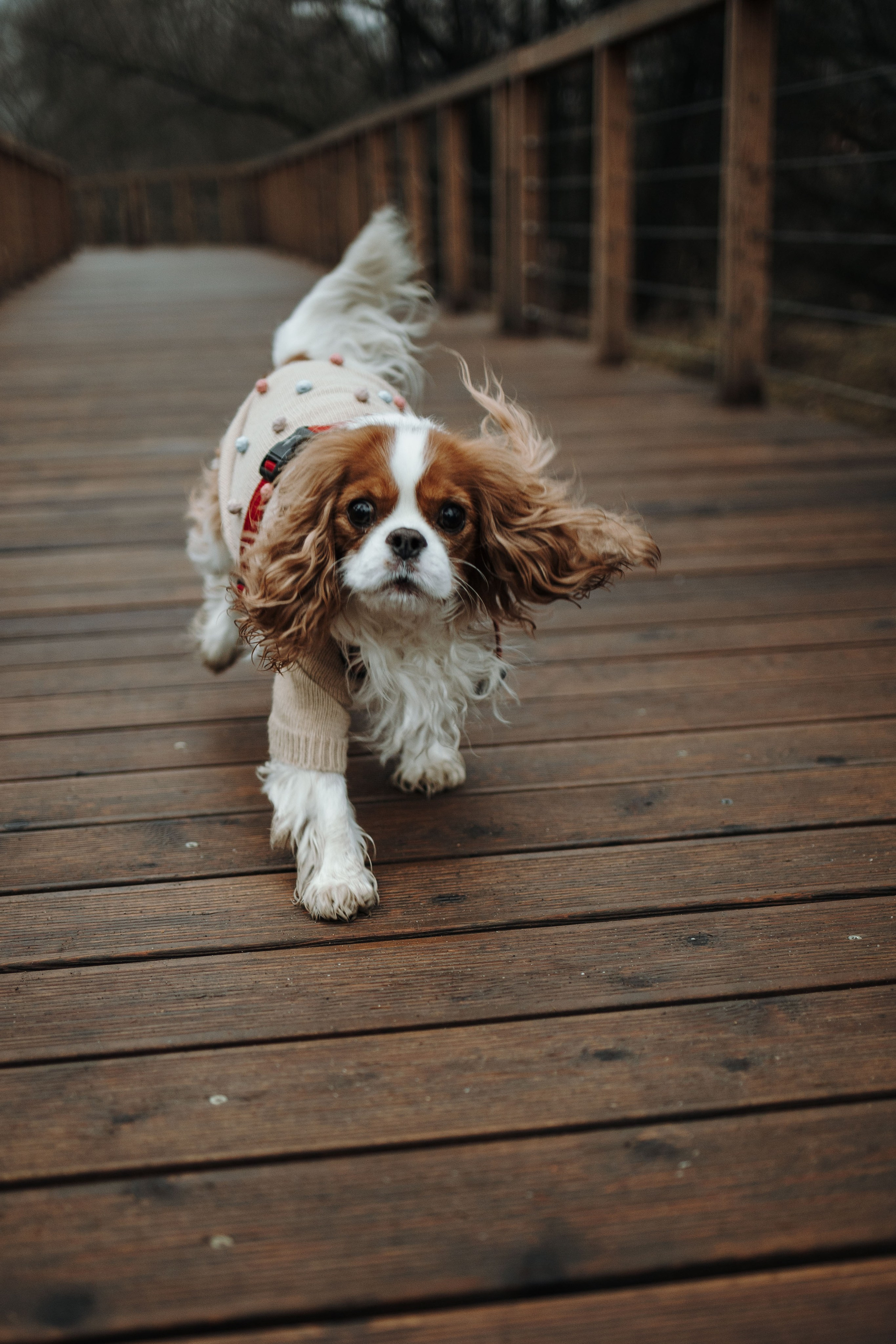 Любовь и Альтаир