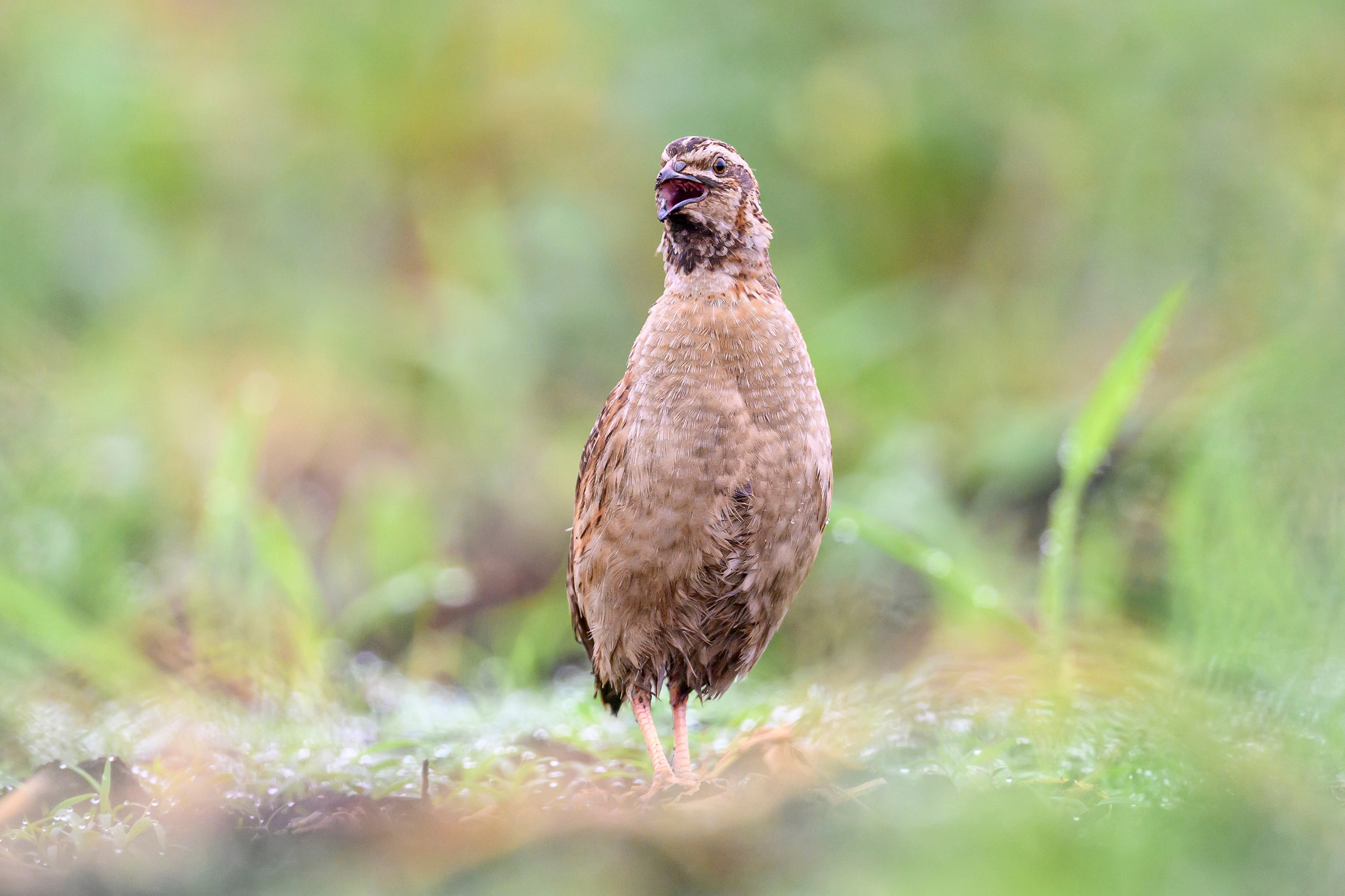 Перепела, часть III. Wildlife photography by Sergey Puponin