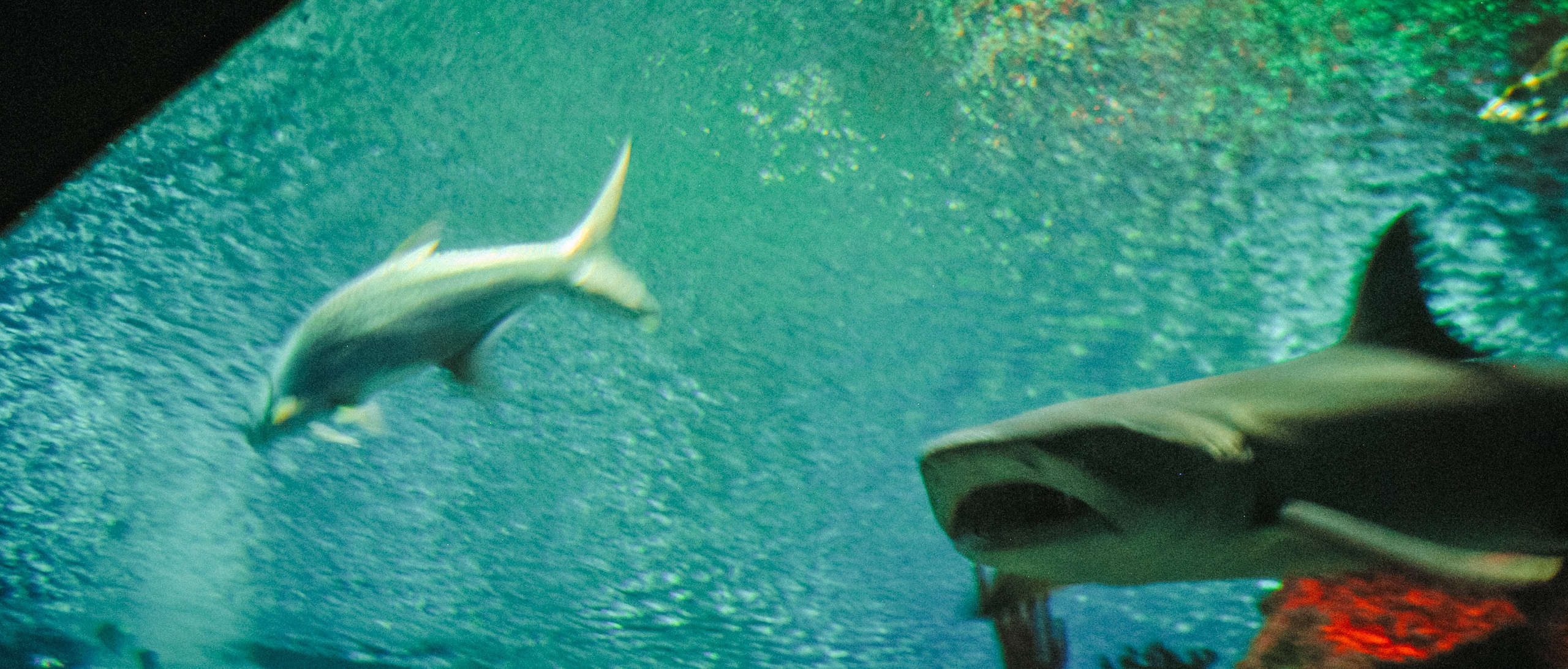 Аквапарк. Портретный фотограф DanilNabody