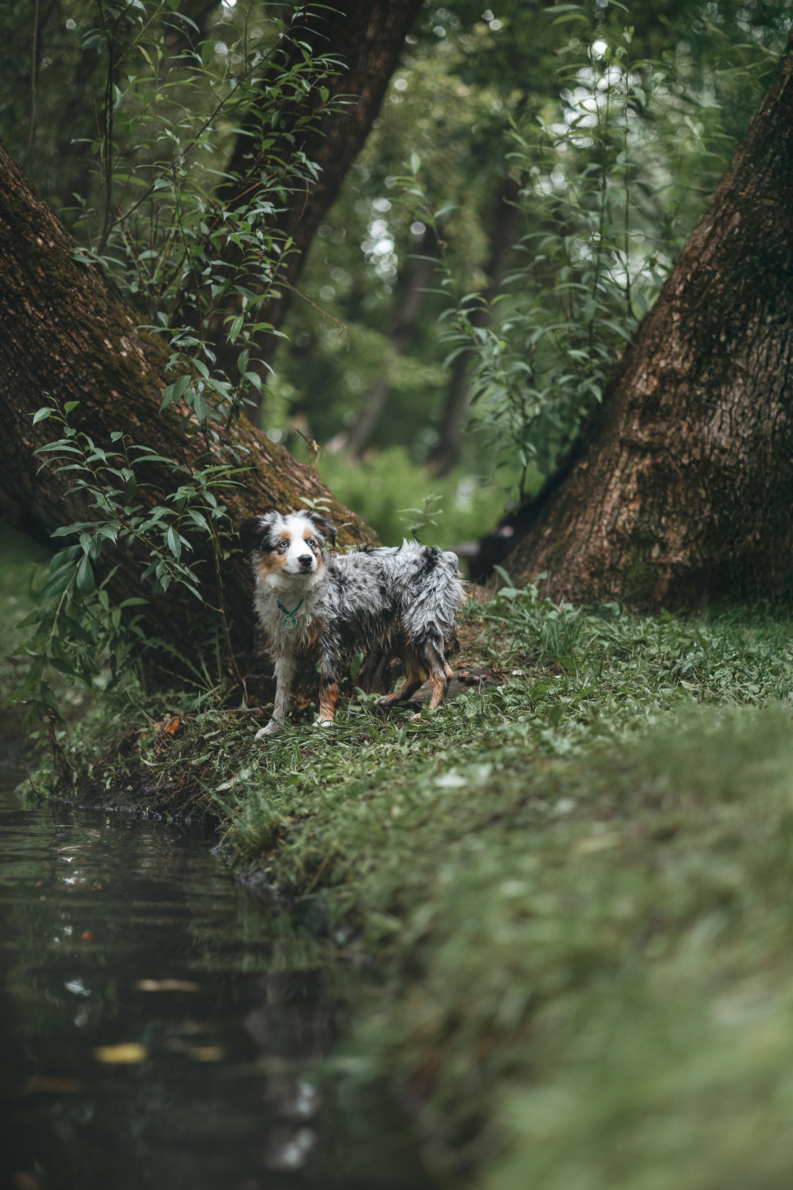 Щенок Австралийской овчарки. Фотограф Анималист в Москве Анастасия Жучкова