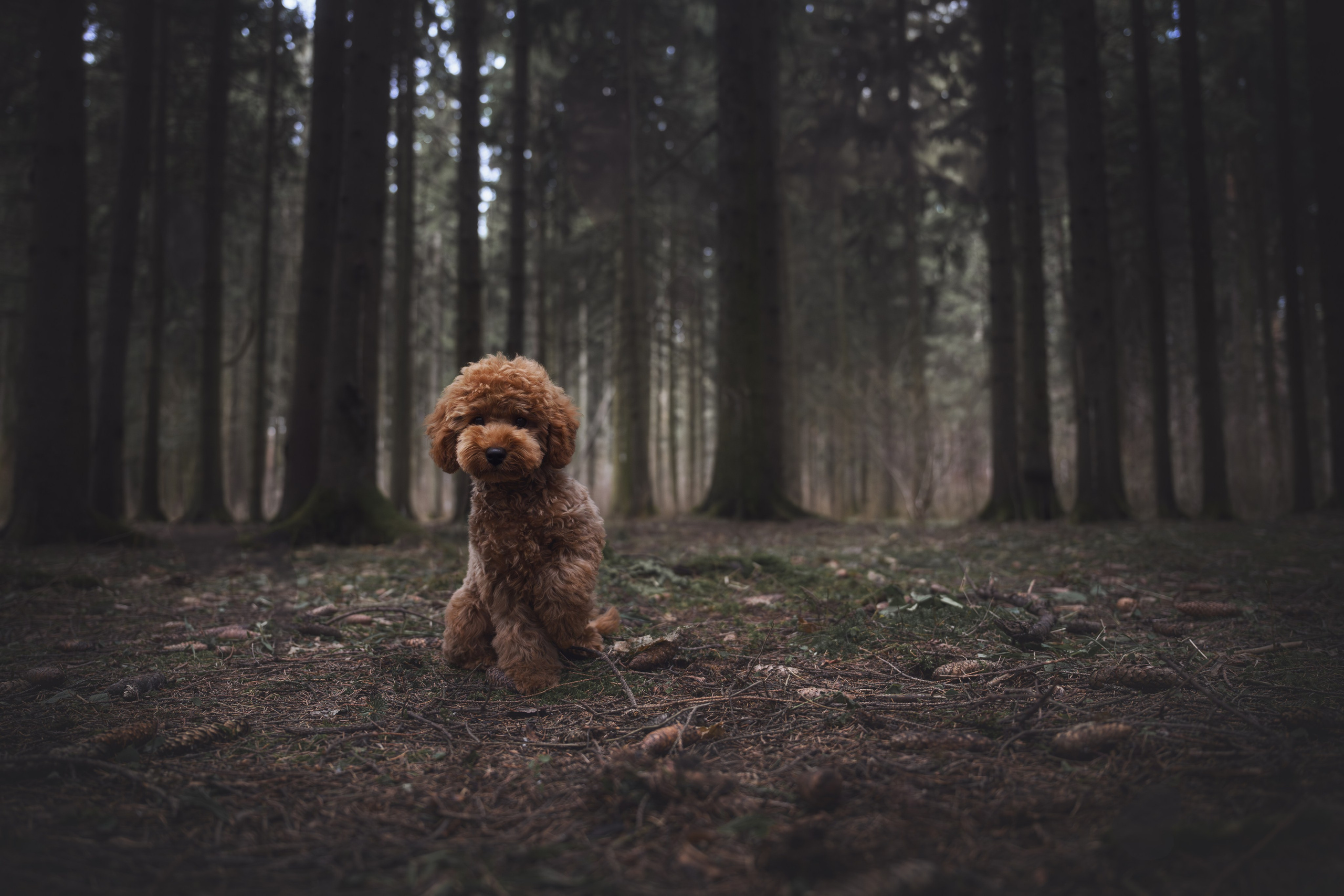 Пудель в лесу. Фотограф Анималист в Москве Анастасия Жучкова