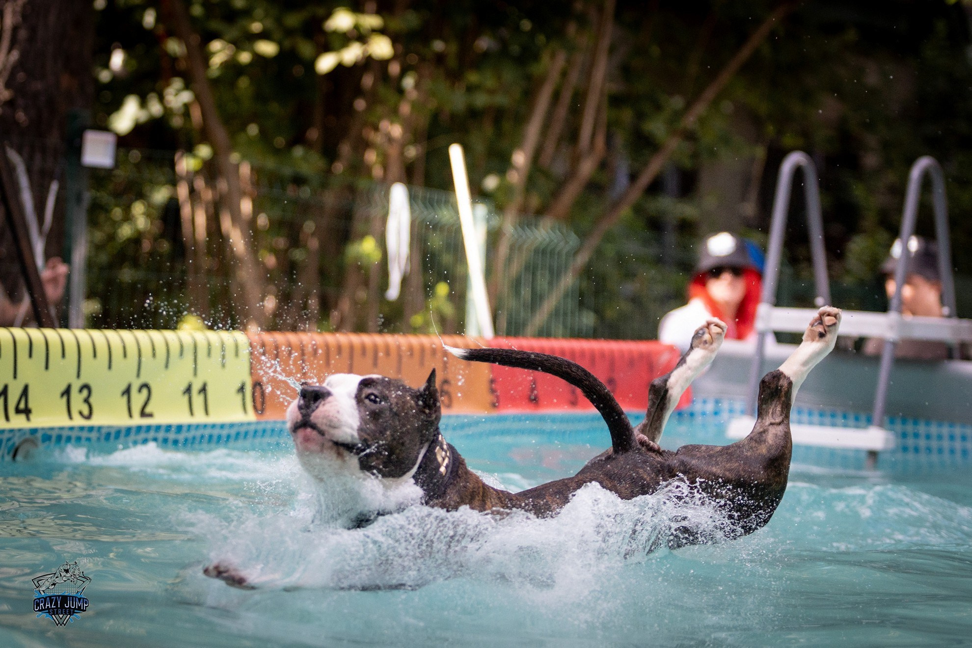 Собаки, спорт, Док дайвинг. Свадебный и репортажный фотограф в Москве и Московской области