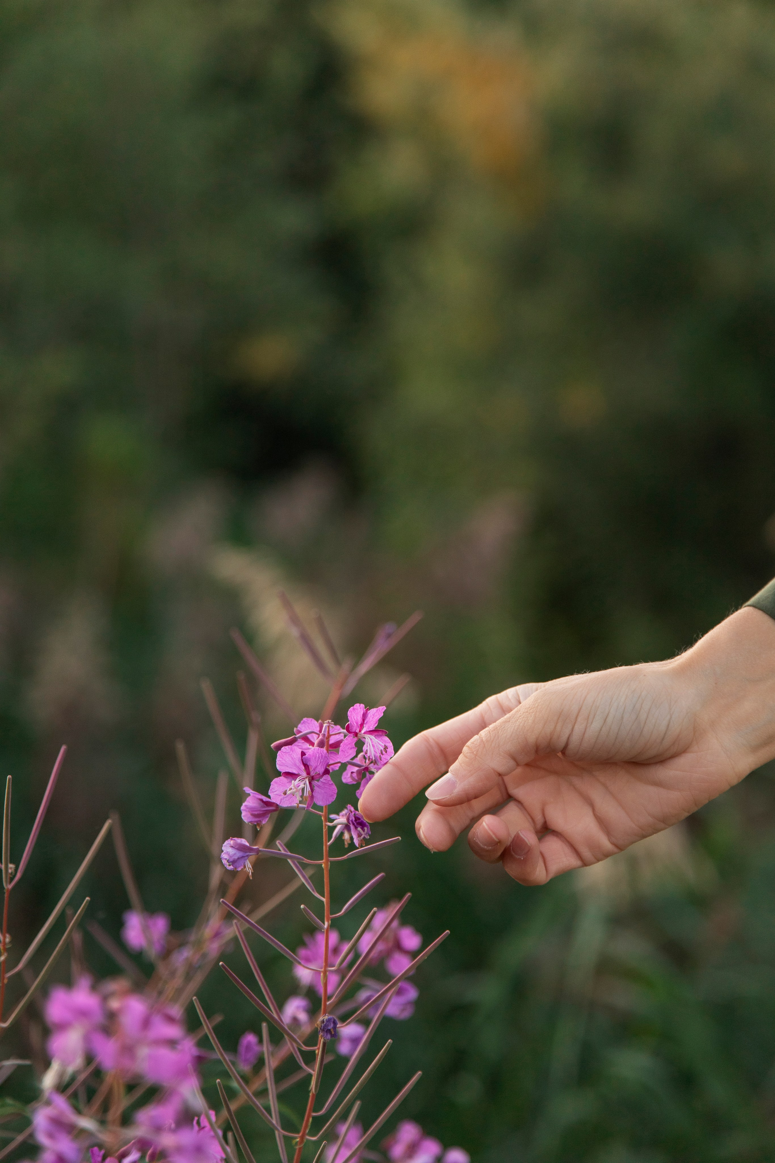 Александра на закате. Семейный фотограф в Сургуте Тимершина Мария