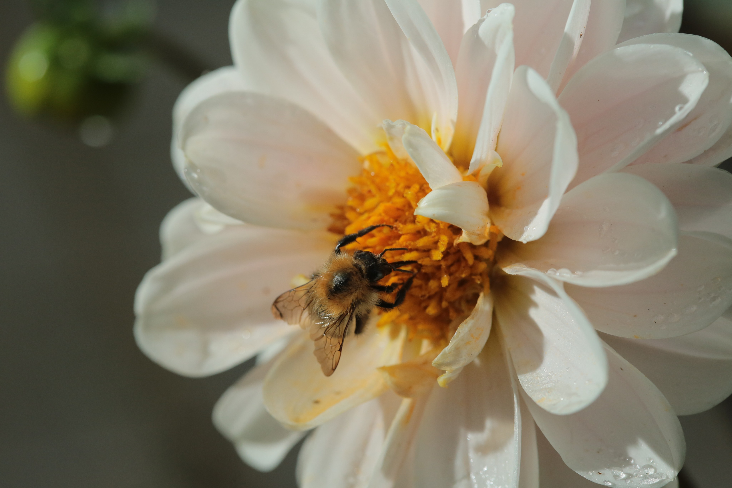Фото Цветов. Студия Максима Белослюдцева