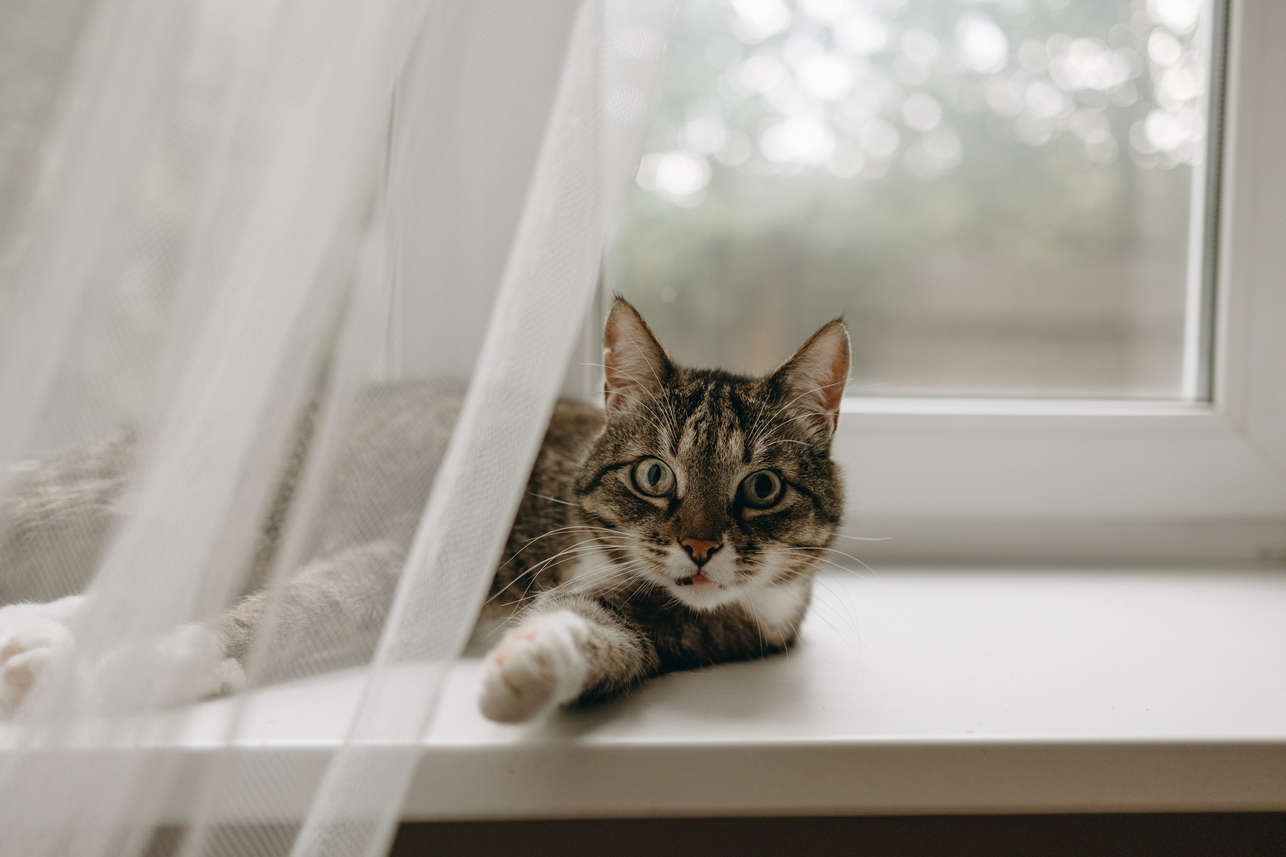 Софа и ее хвостики. Фотограф — Анималист | Санкт-Петербург