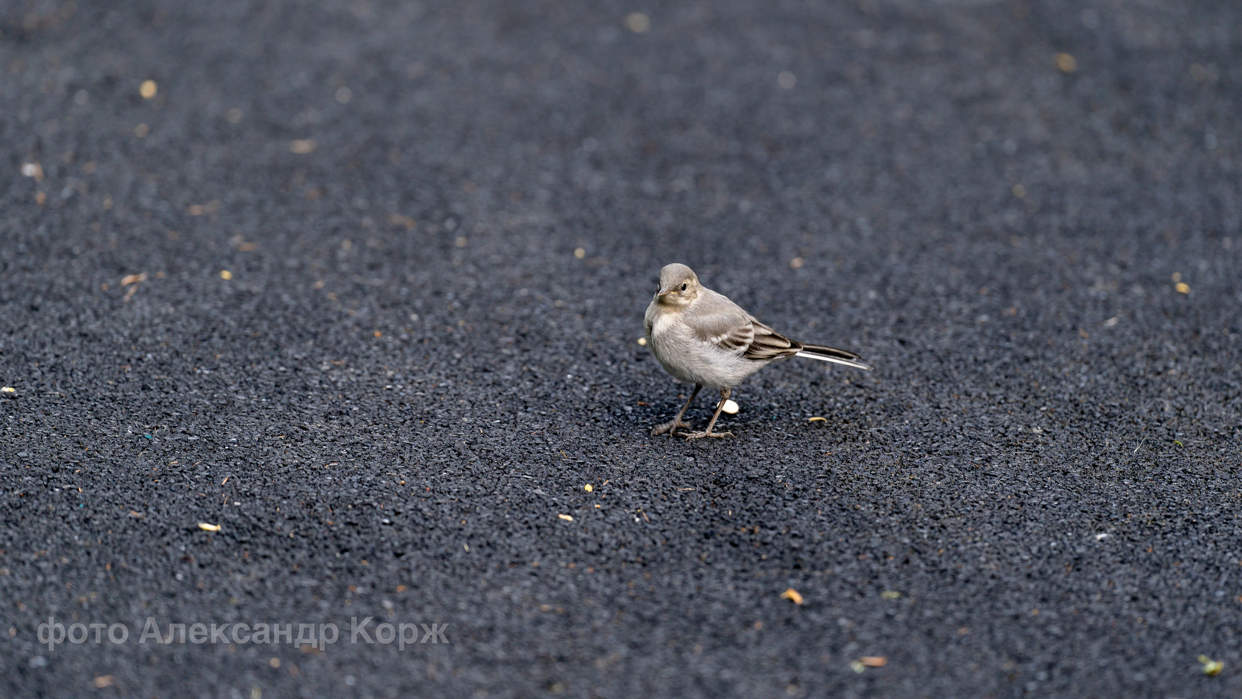 Животные. Фотографии и видеосъемка, Айхал, Удачный, Якутия. Фотографии Айхал