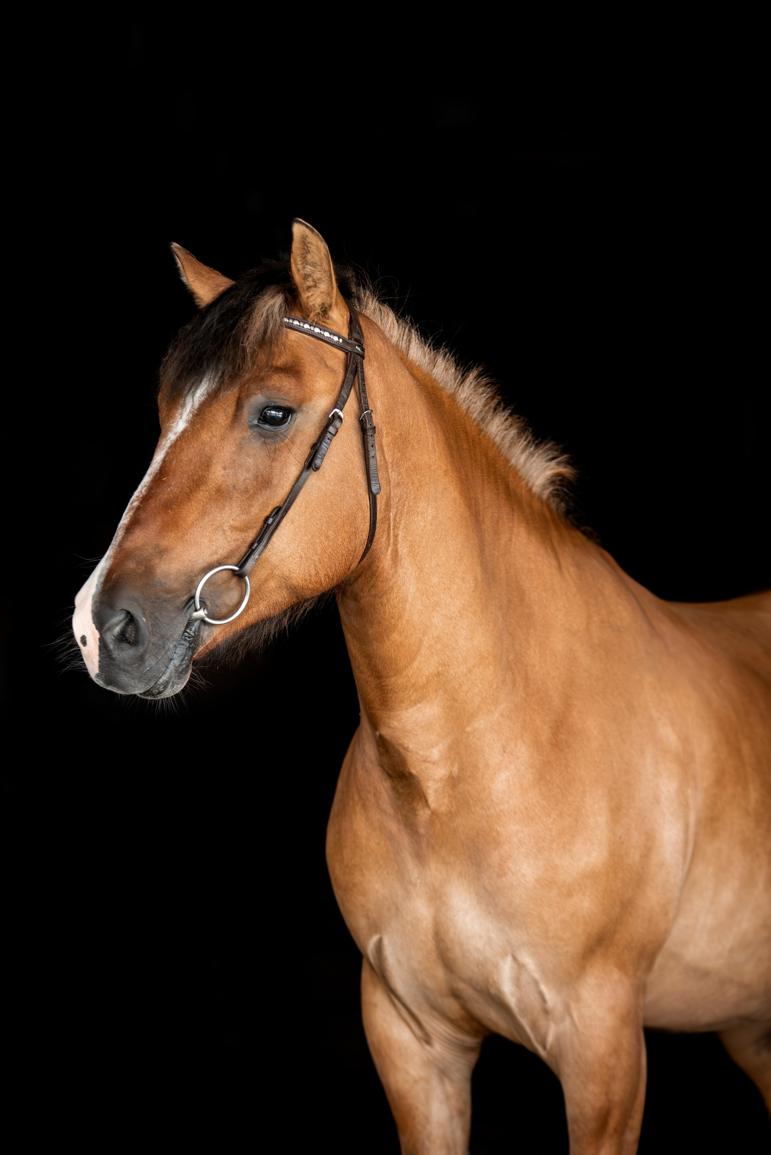 Лошади на свободе, съемка лошадей, экстерьерная съемка, фотосессия