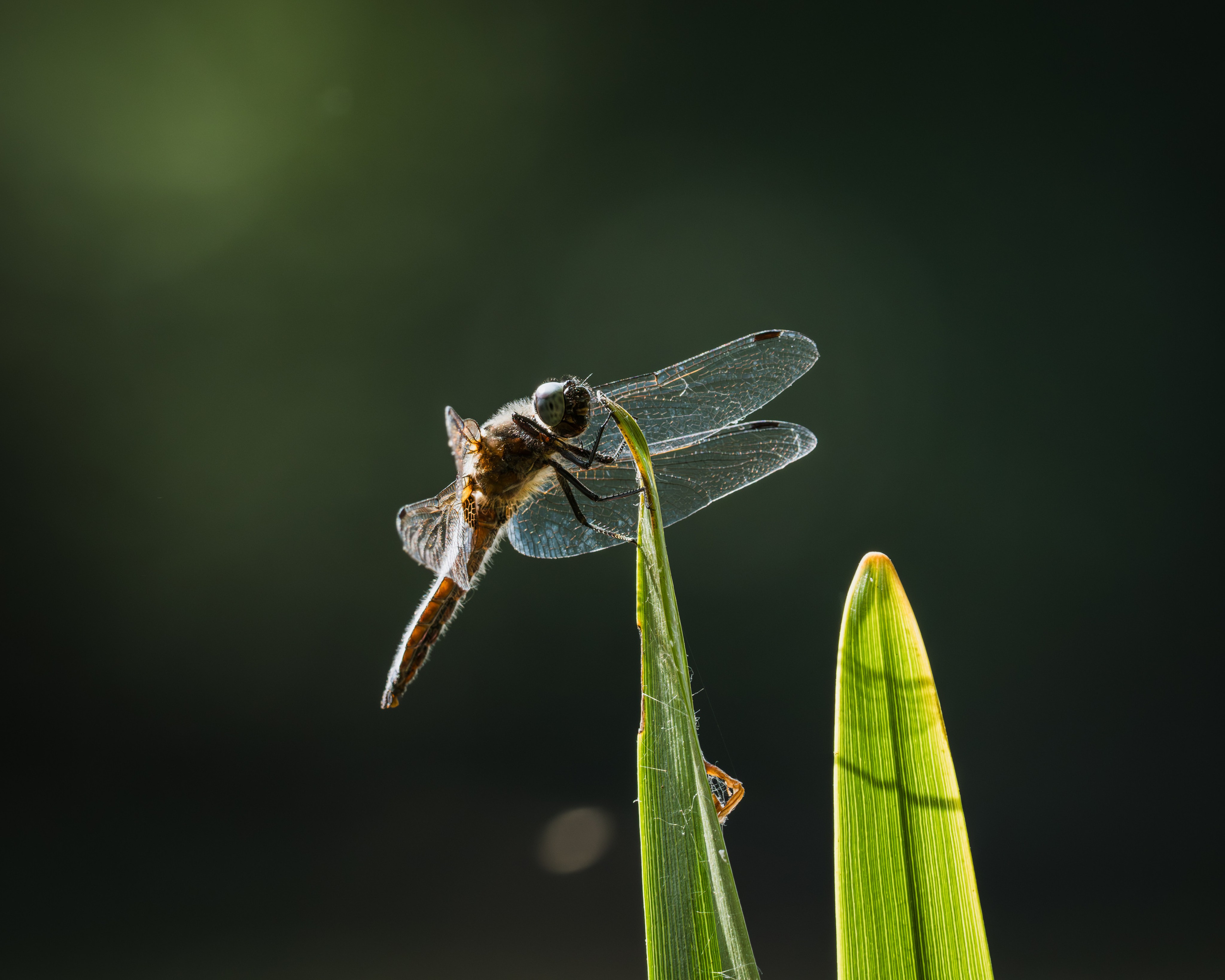 Voronezh 2025. Anton Chernov | Wildlife photographer