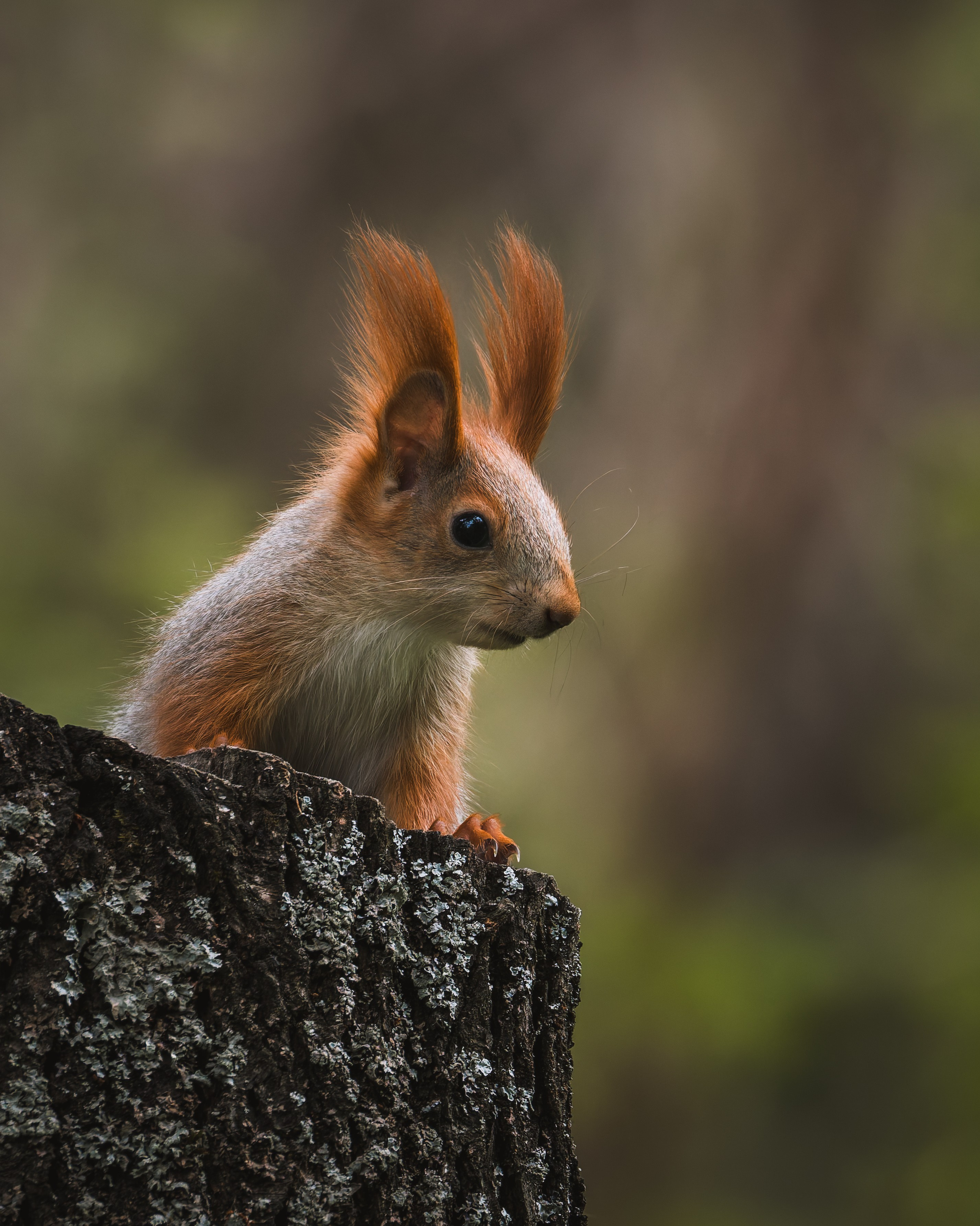 Lipetsk 2025. Anton Chernov | Wildlife photographer