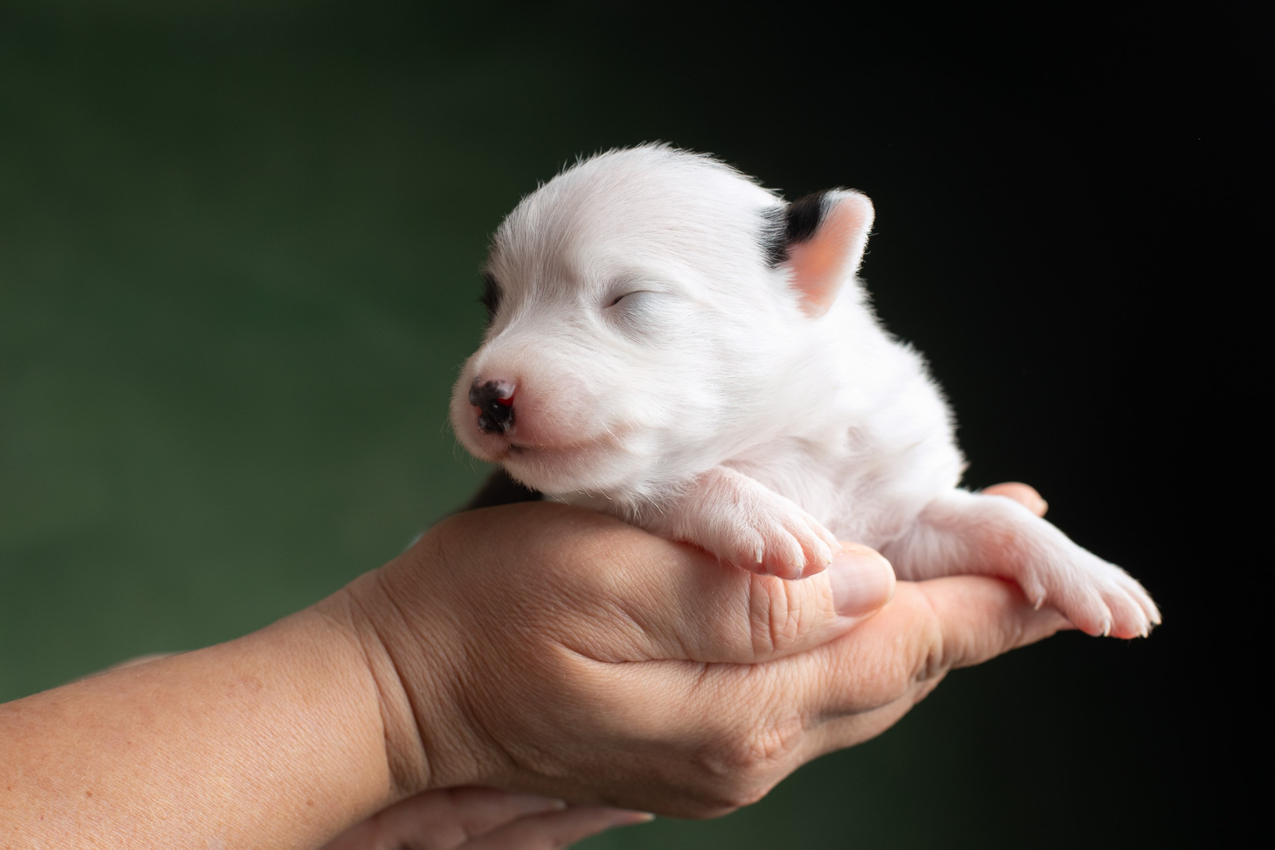 Студийная ньюборн съемка помета бордер-колли. Фотограф-анималист в Москве и Московской области Татьяна Фролова