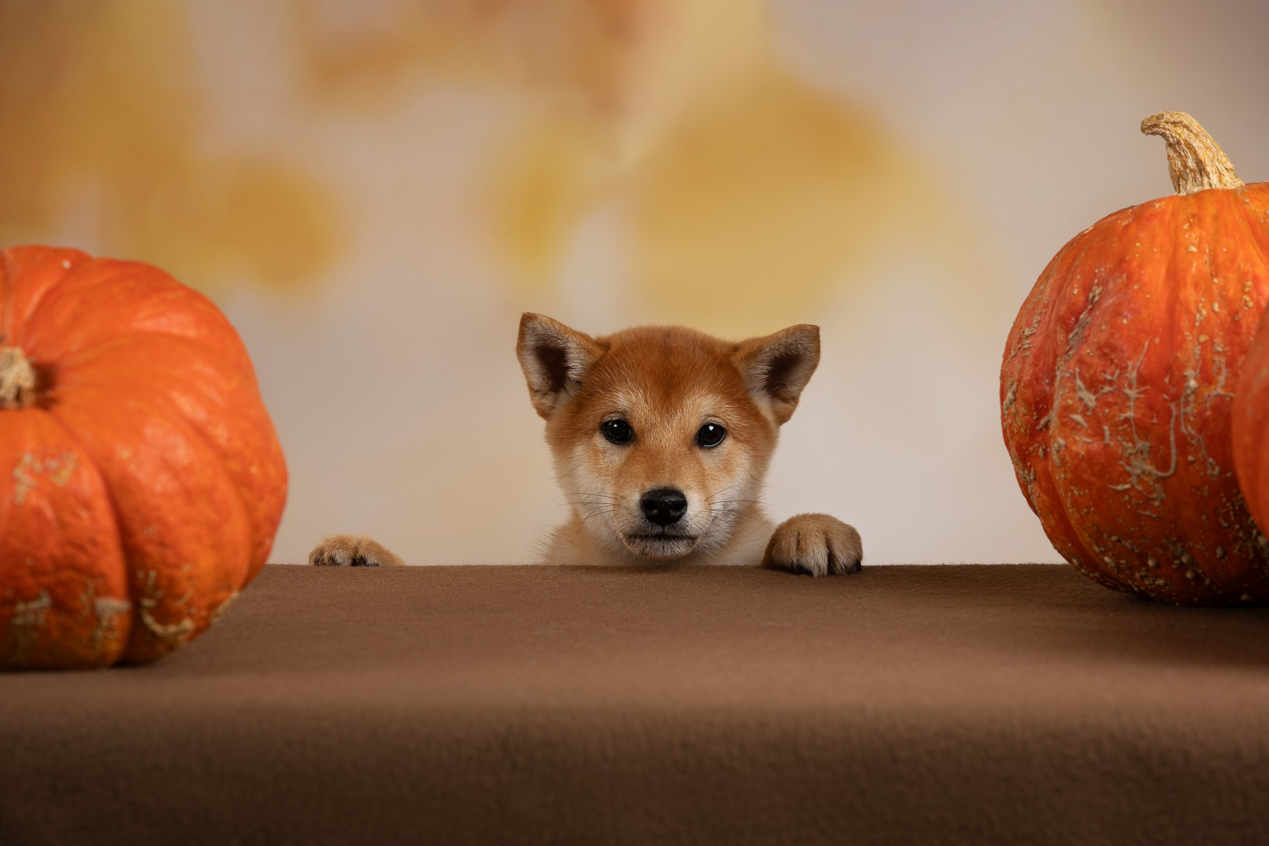 Съемка щенков на продажу с искусственным светом. Фотограф-анималист в Москве и Московской области Татьяна Фролова