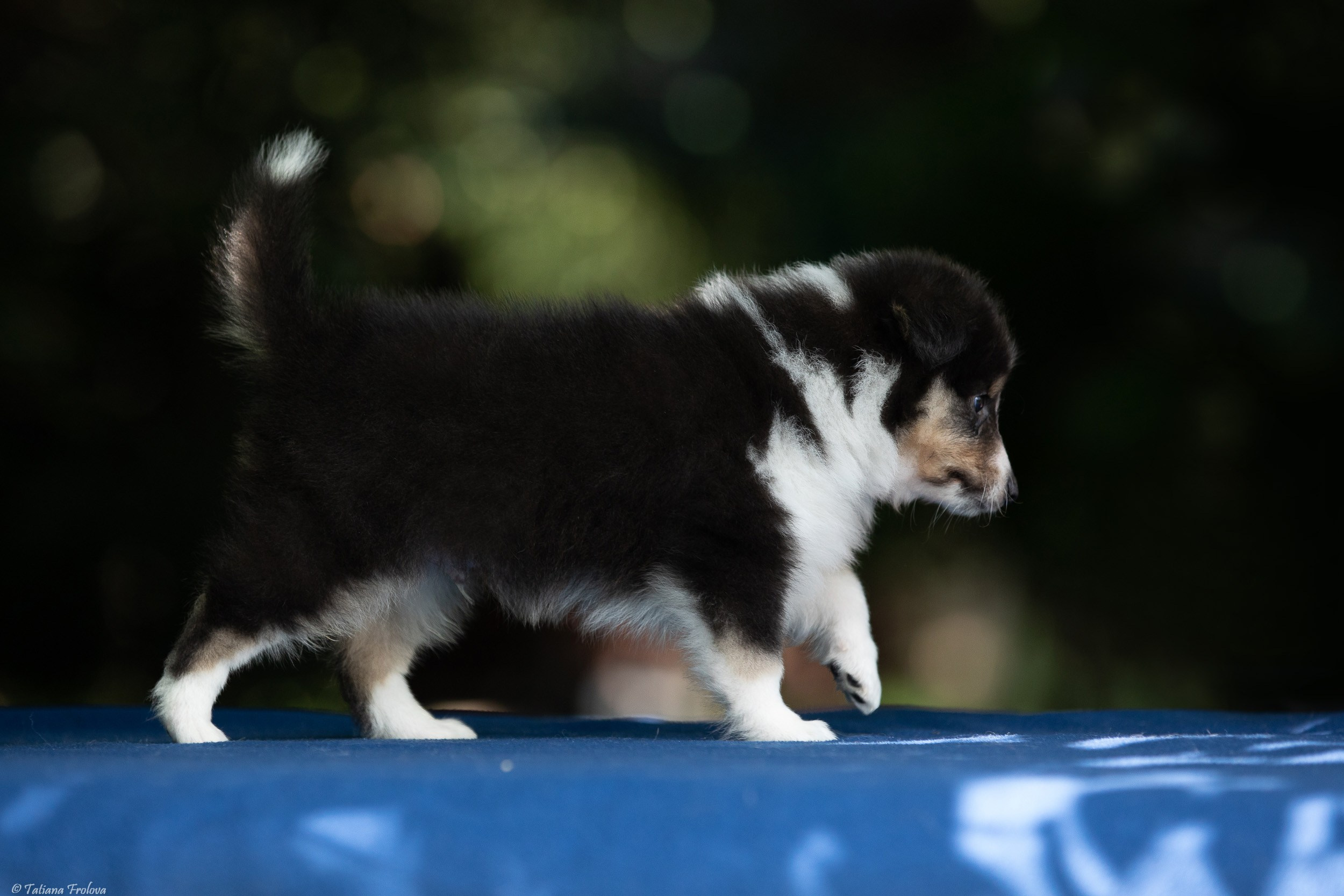 Фото помета щенков для продажи. Фотограф-анималист в Москве и Московской области Татьяна Фролова