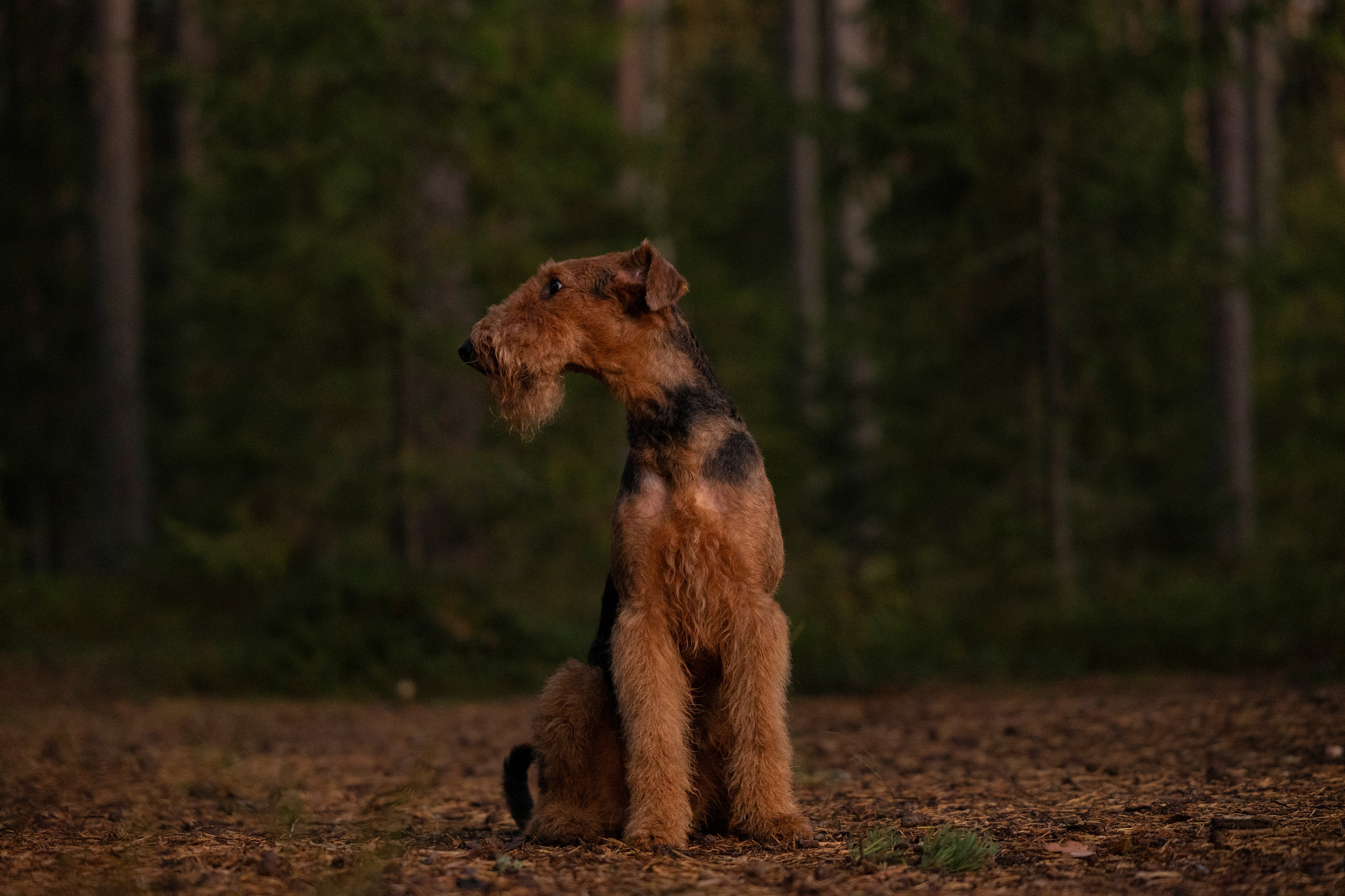 Харди. Фотограф-анималист Анна Маринич
