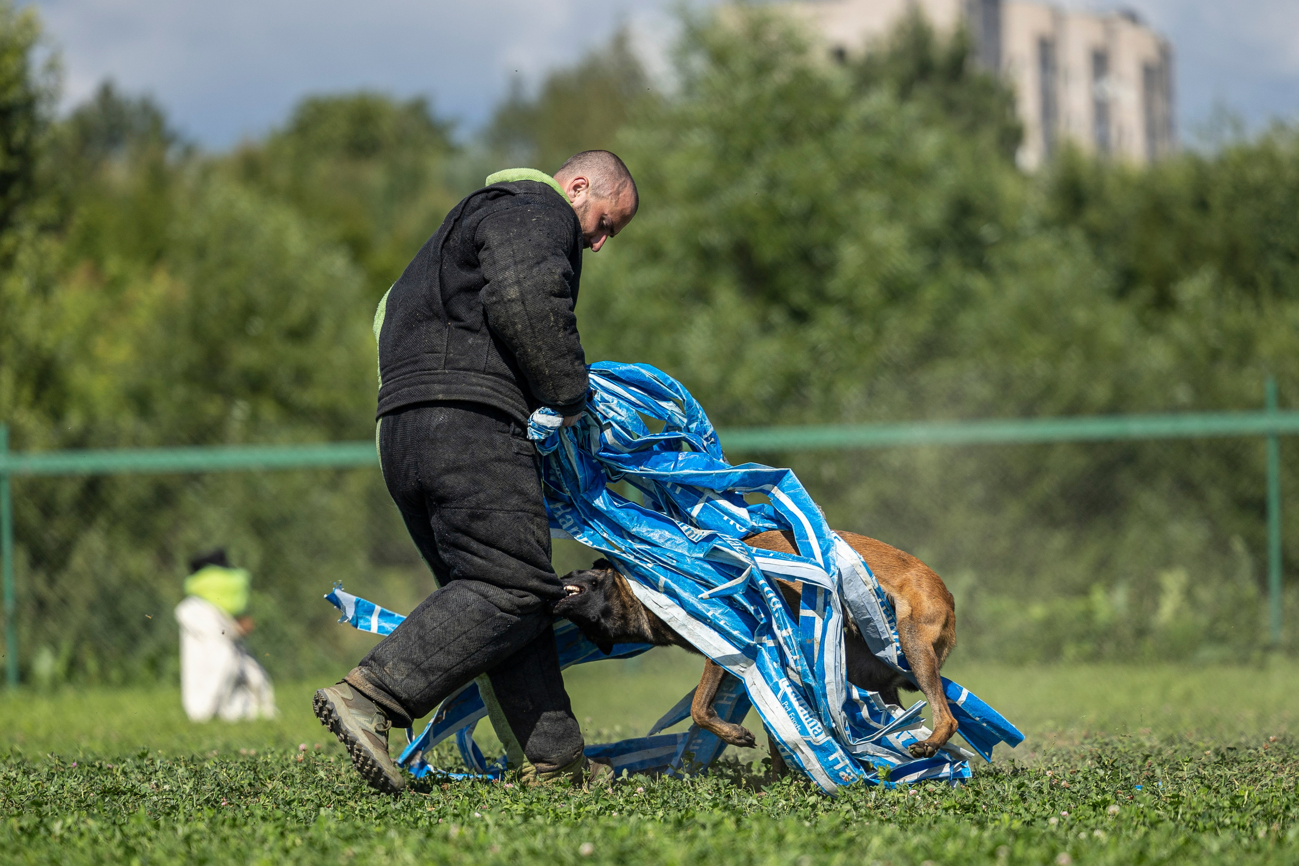 Соревнования по Мондьорингу г. Вологда 10-11.08.2024. Фотограф-анималист Анна Маринич