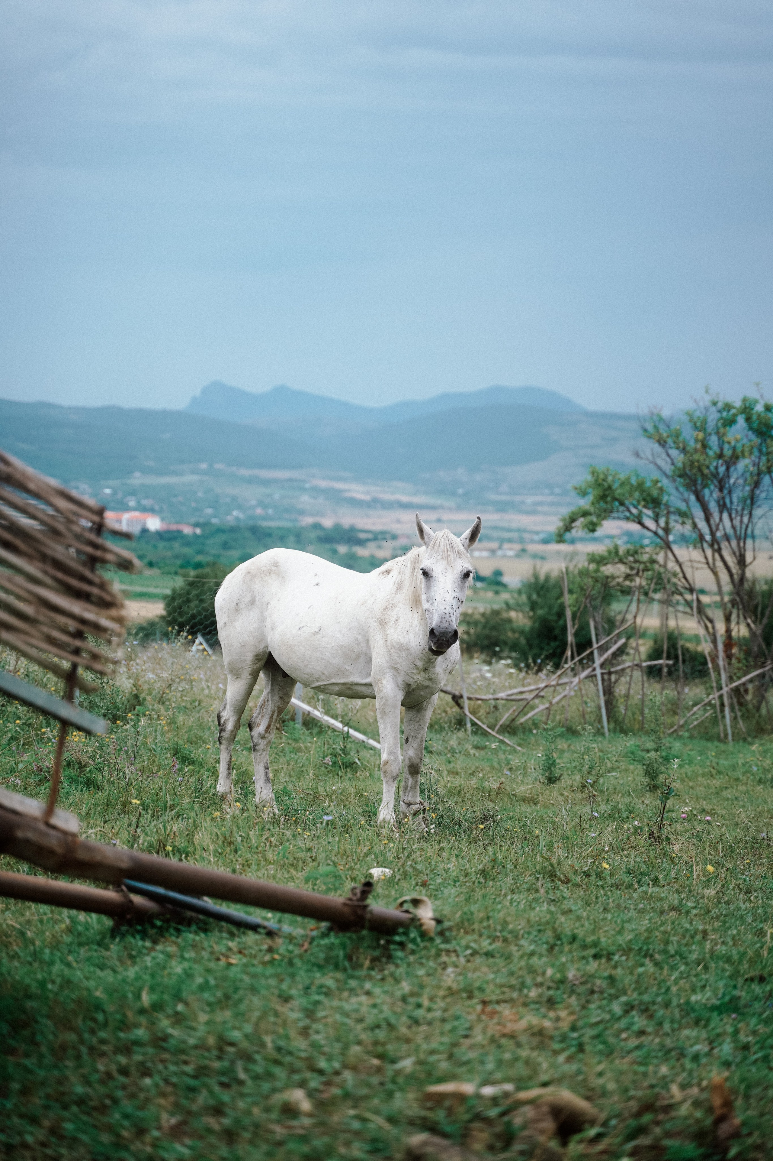 Тбилиси-на-Дону. Фотограф в Ростове-на-Дону и Краснодаре Роман Кудрявцев