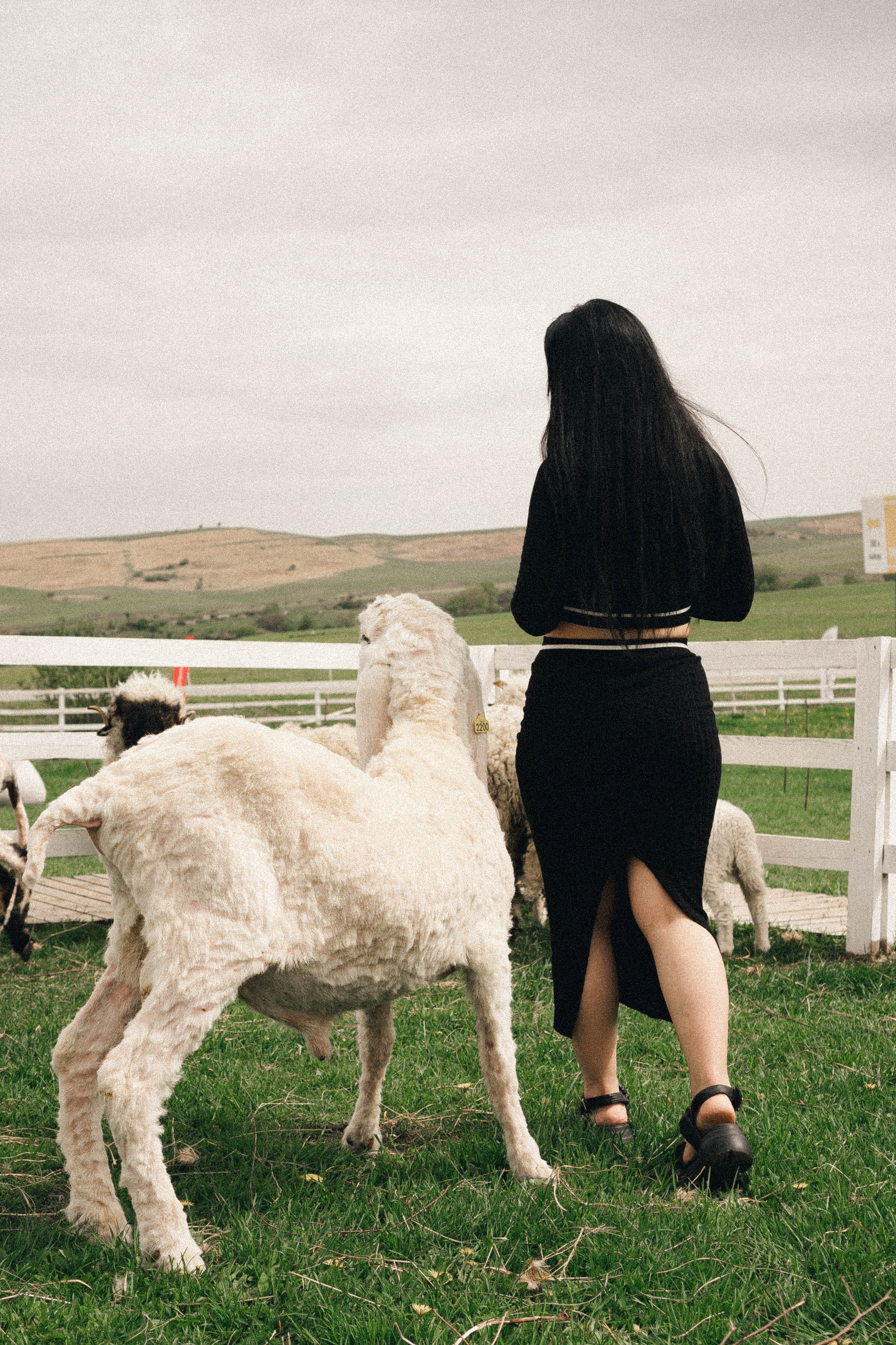 Ферма Альпак. Профессиональный фотограф, Санкт-Петербург — Виктория Богомолова