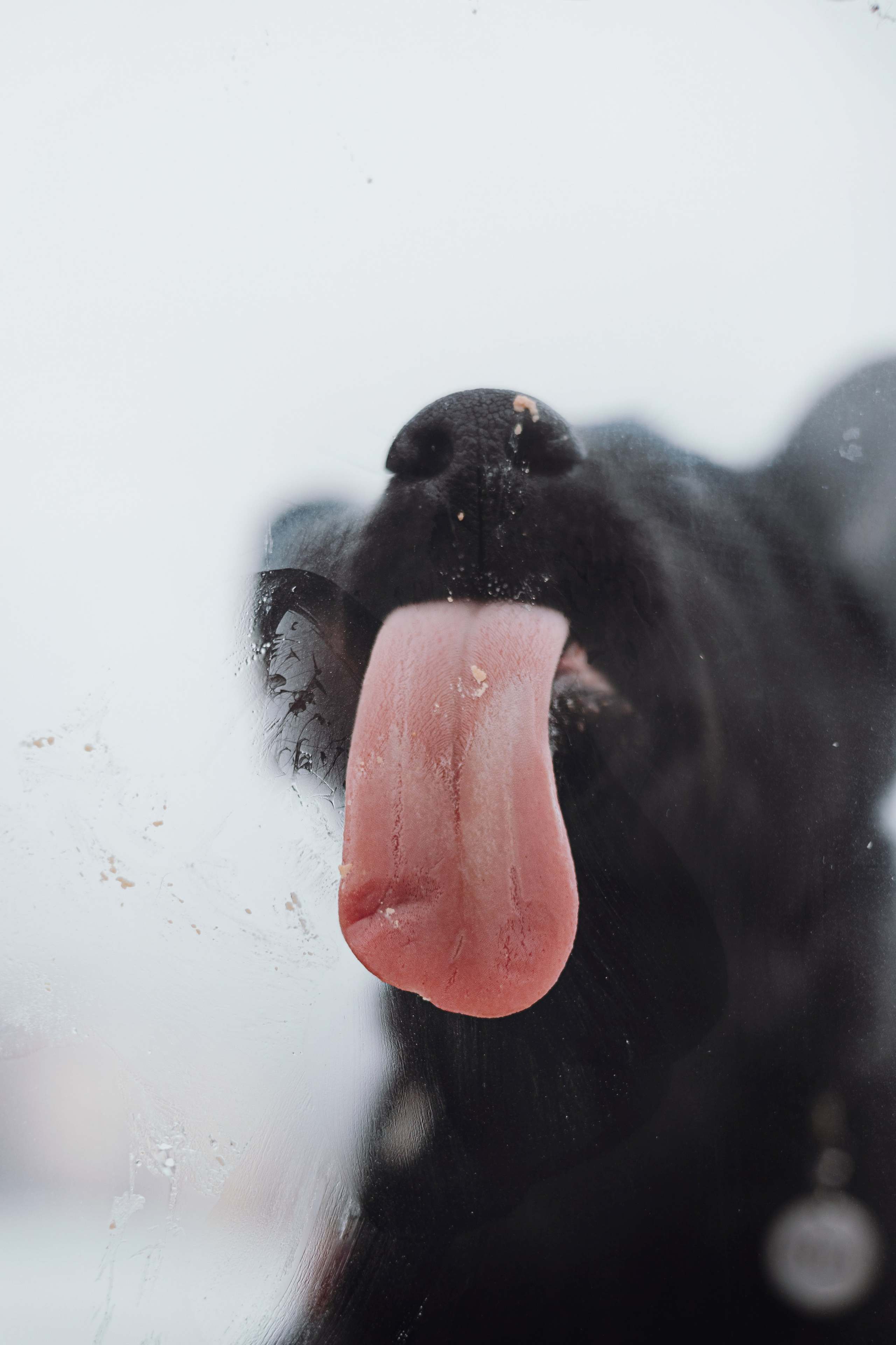 Ксения и Юта. Фотограф — анималист Владивосток, Алина