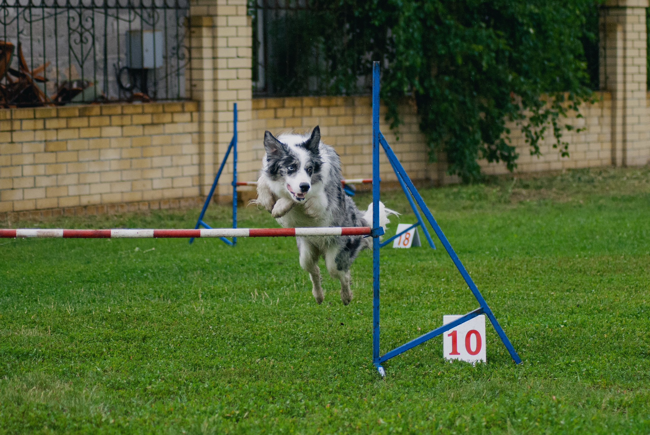 Аджилити. Фотограф в Тюмени Лизавета Сапицкая