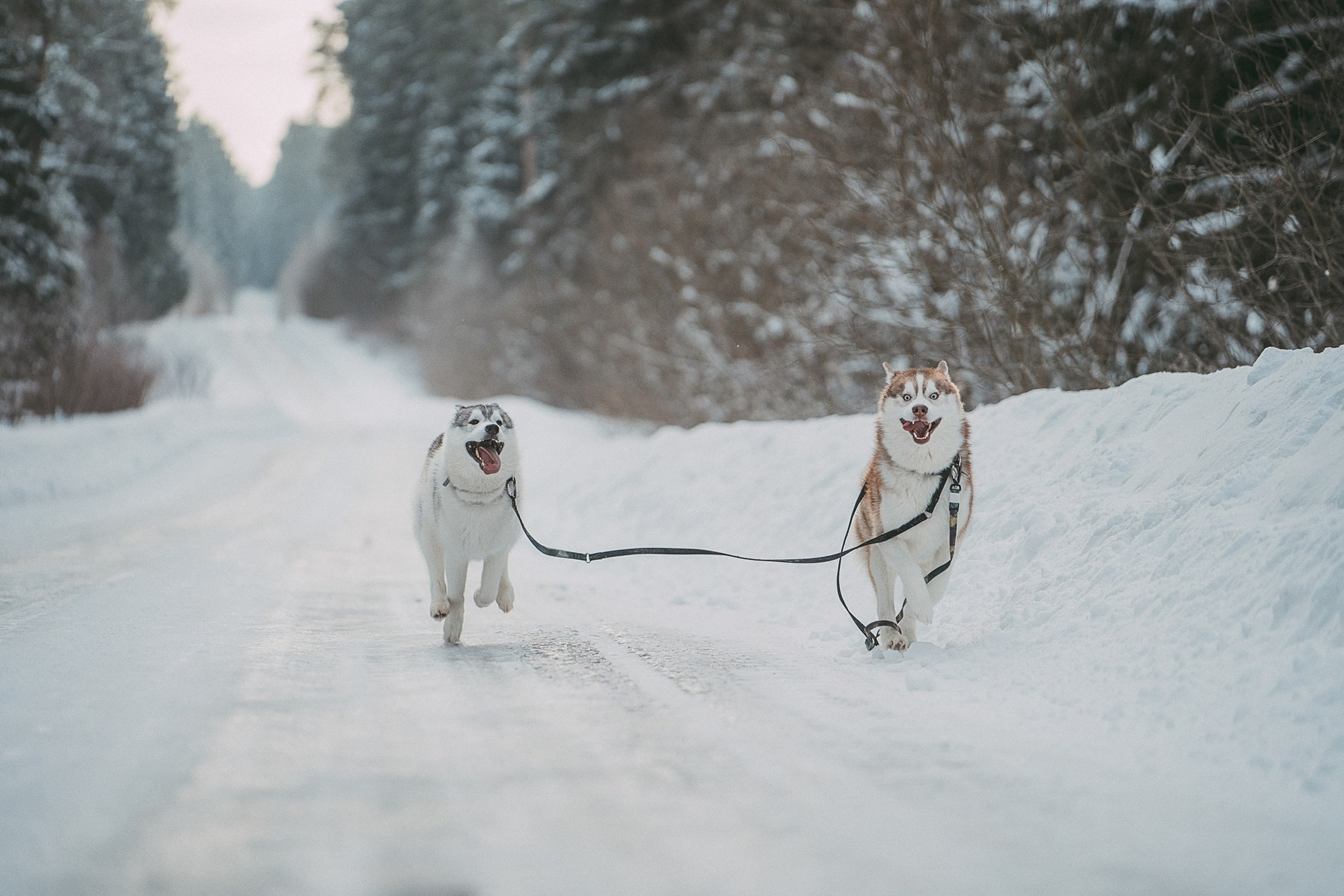 Полина, Уго и Пышка. Фотограф анималист в Москве и Санкт-Петербурге Свиридова Анна